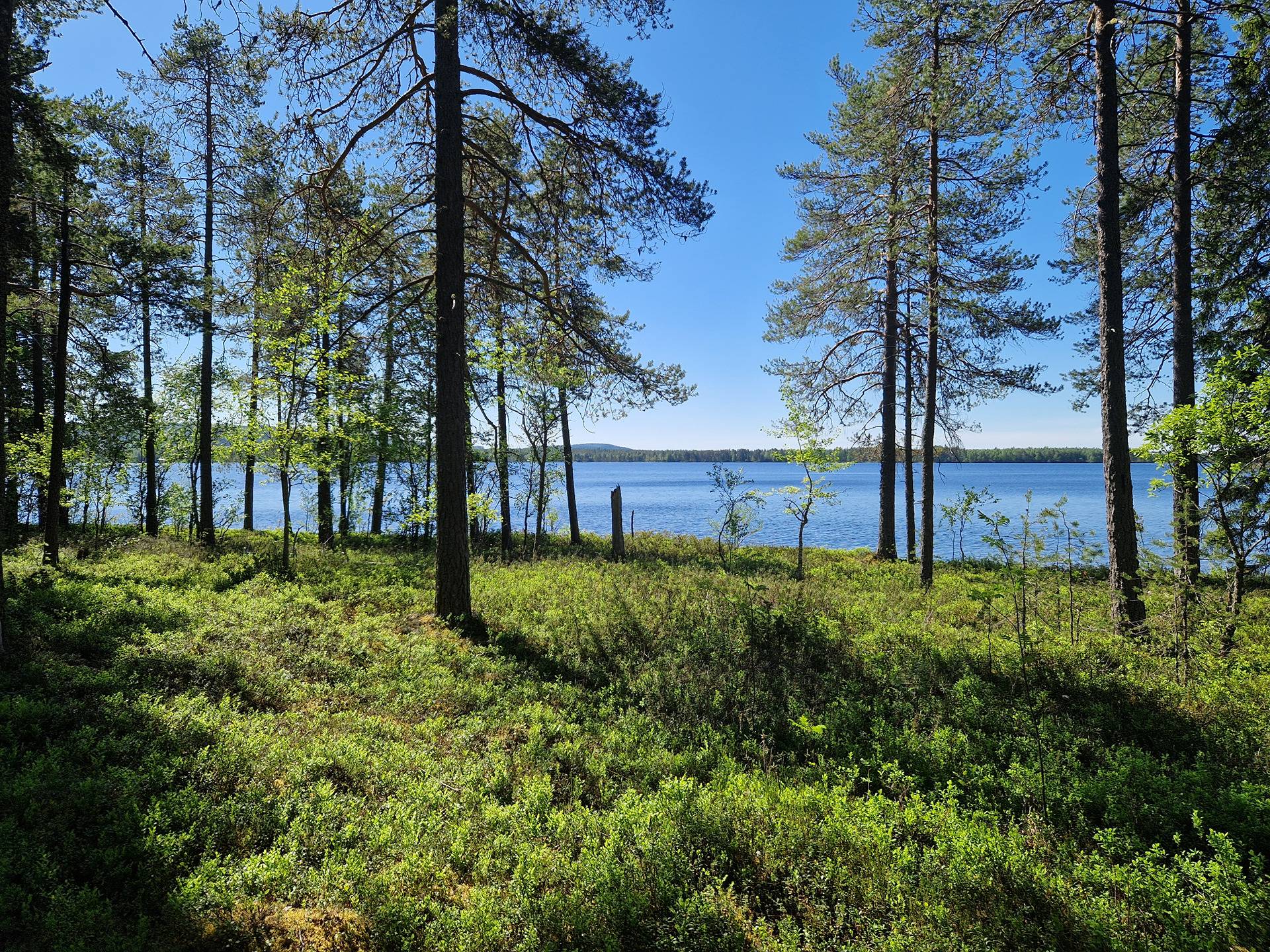 MÄNTYRINNE II 620-405-65-31 tontti- ja metsäkiinteistö Osmankajärven Suihkonniemellä 15