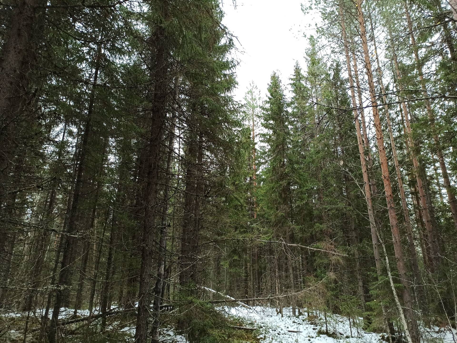 KURKELA 54:5 ja METSÄLÄ 56:17 määräalat, Issakka 4