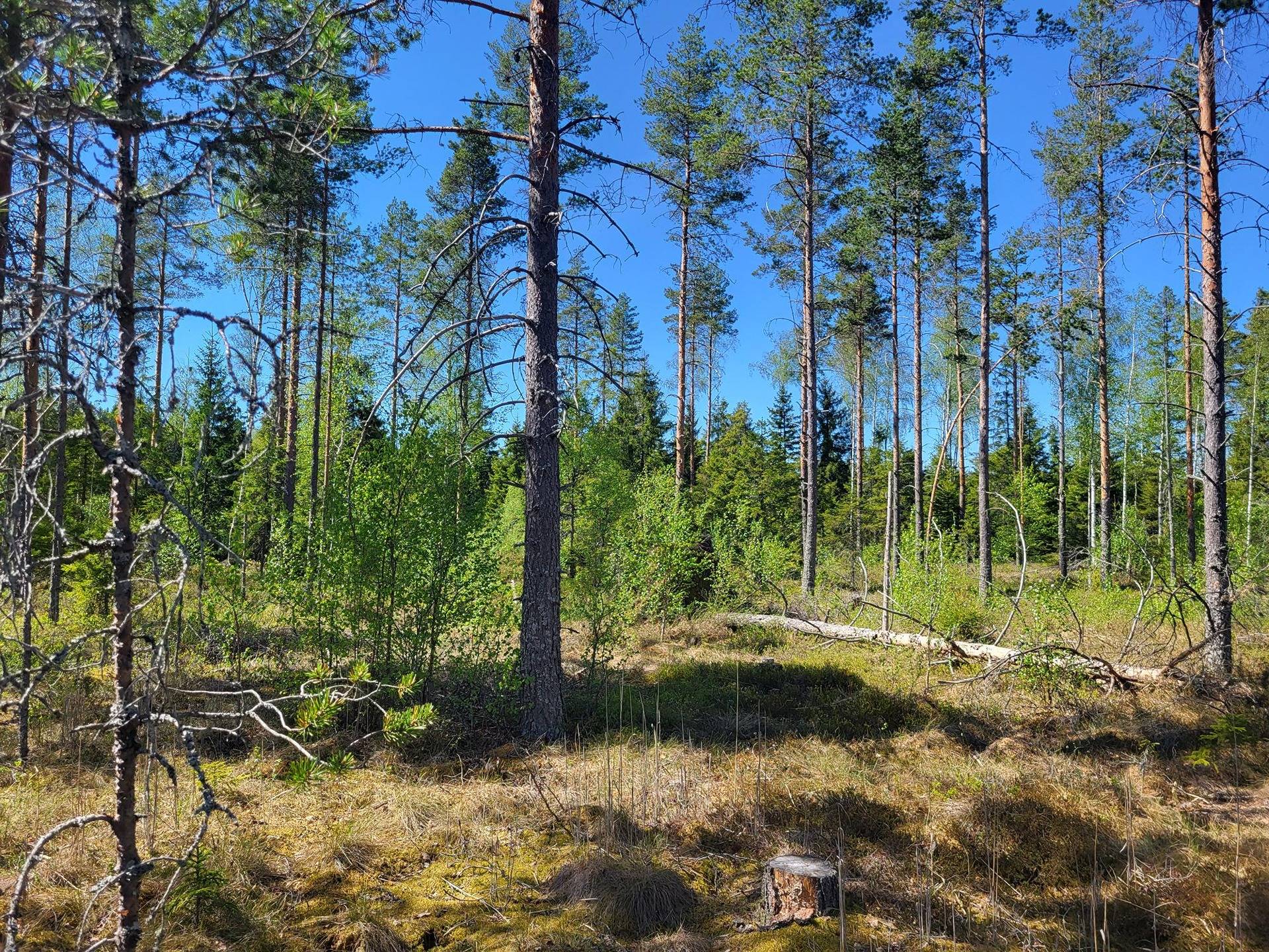 Metsätila Tiinula 6:71 8