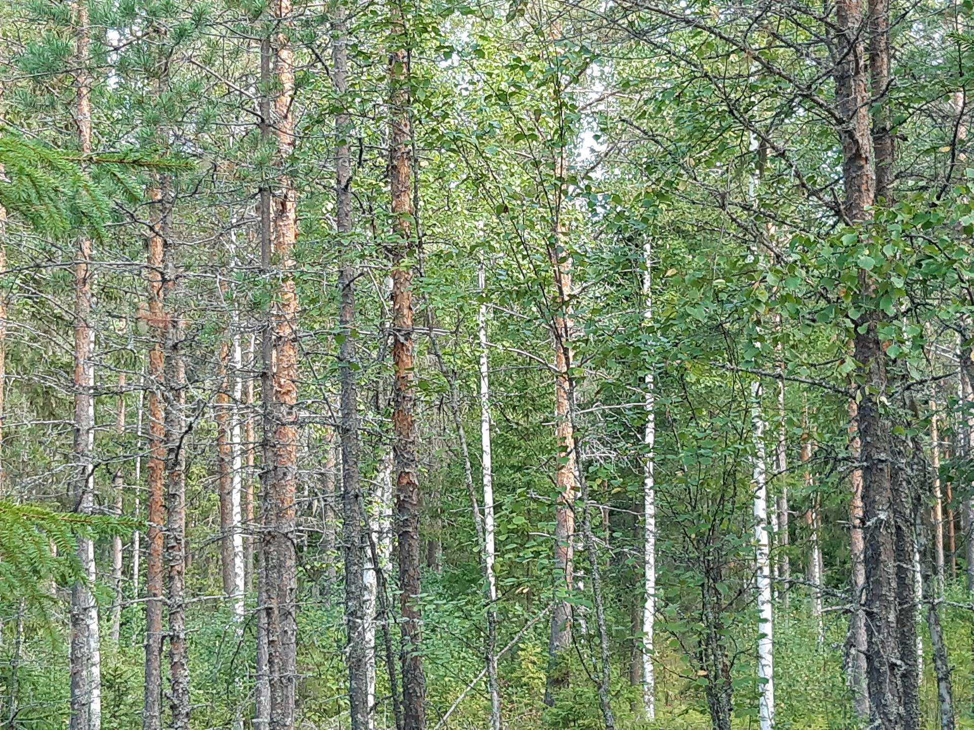 Metsätila Mustapohja 2