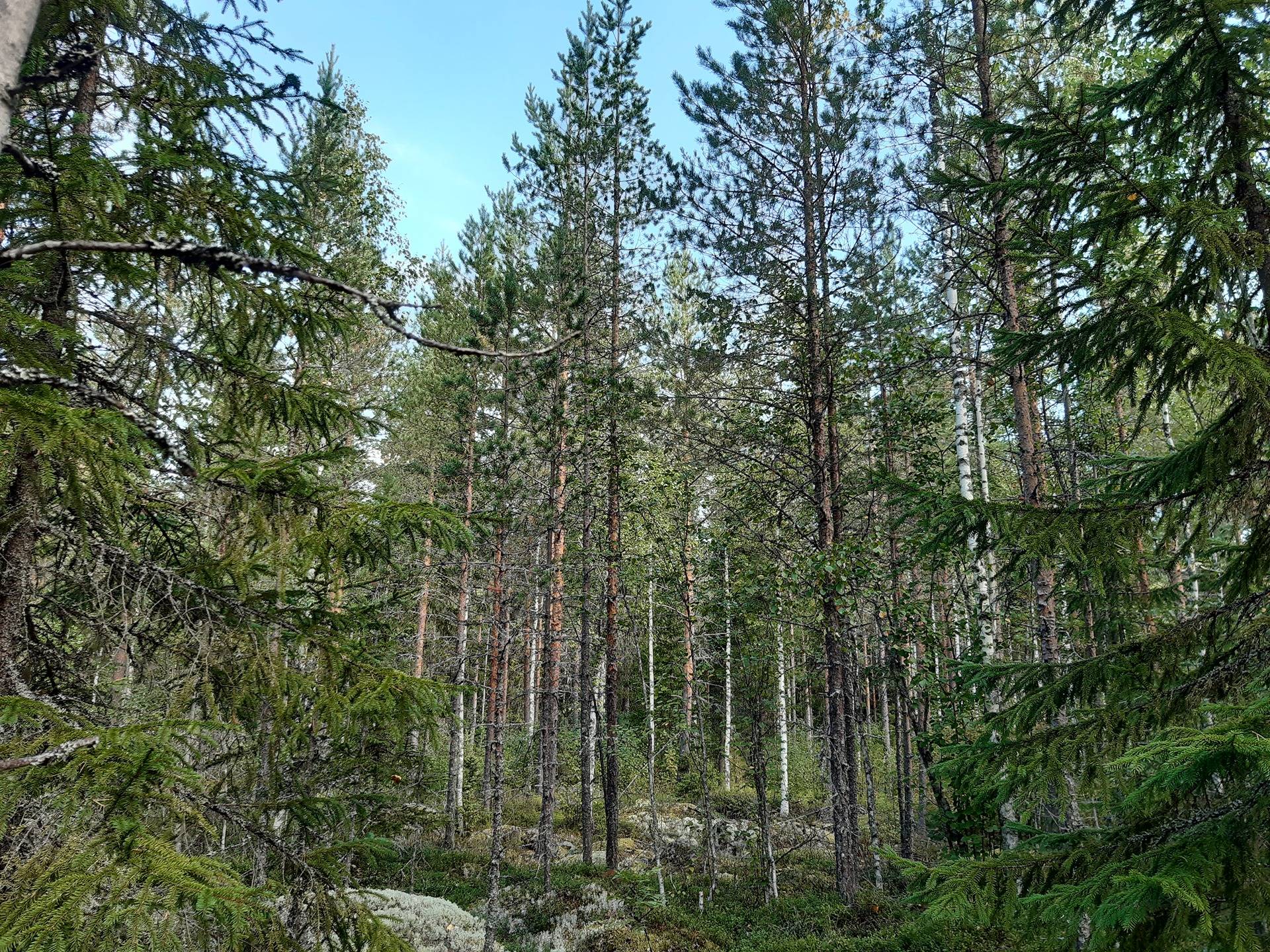 Metsätila Mustapohja 3