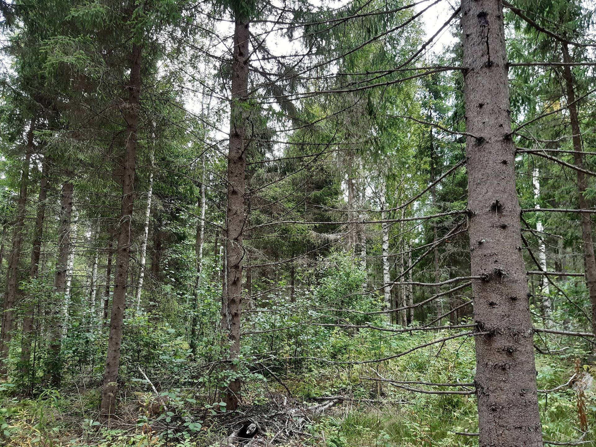 Metsätila Mustapohja 11