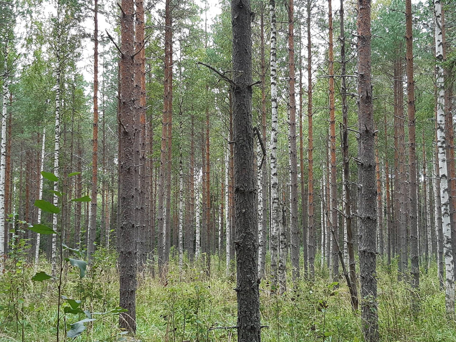 Metsätila Mustapohja 14