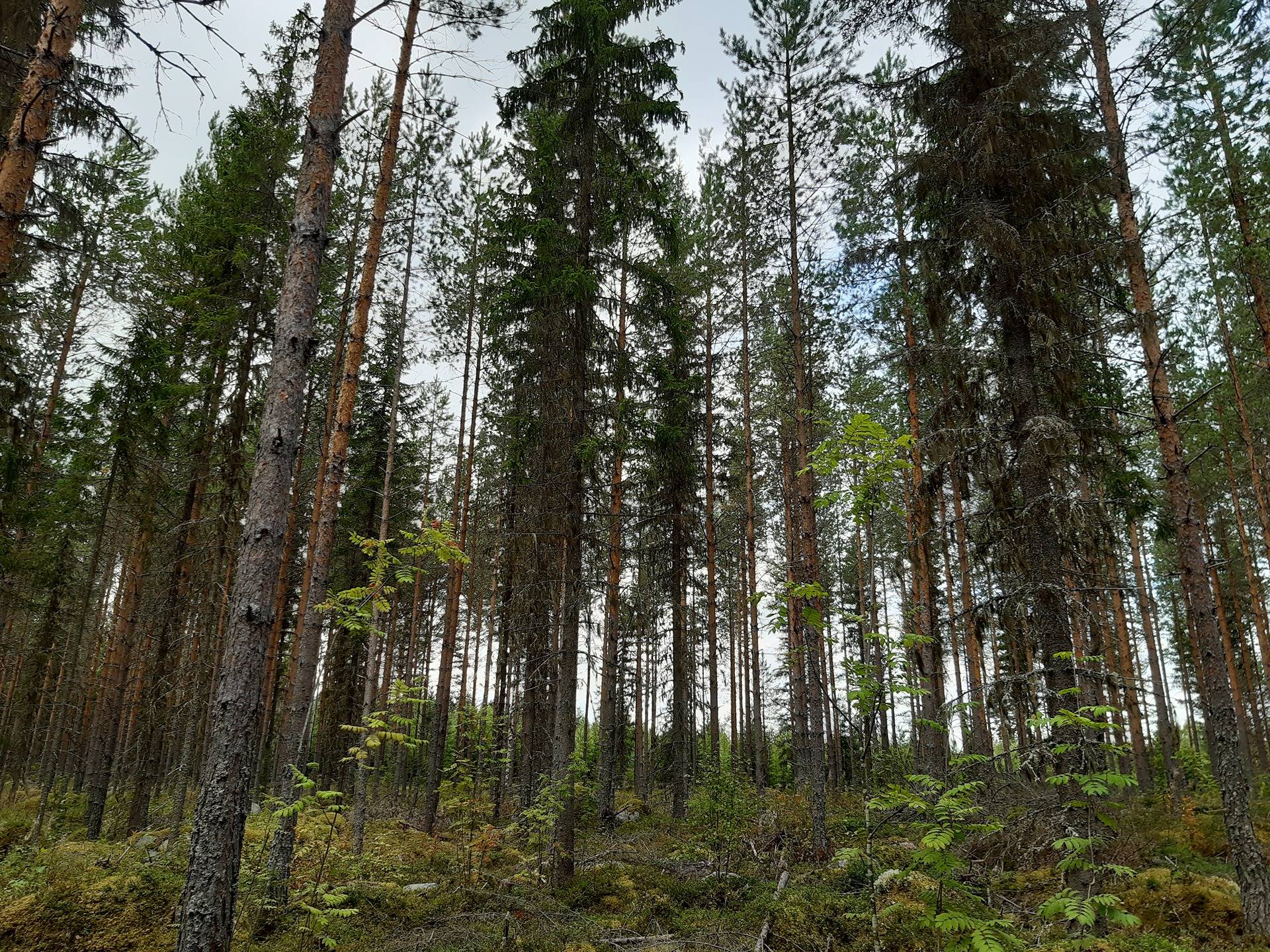 Metsätila Mustapohja 15