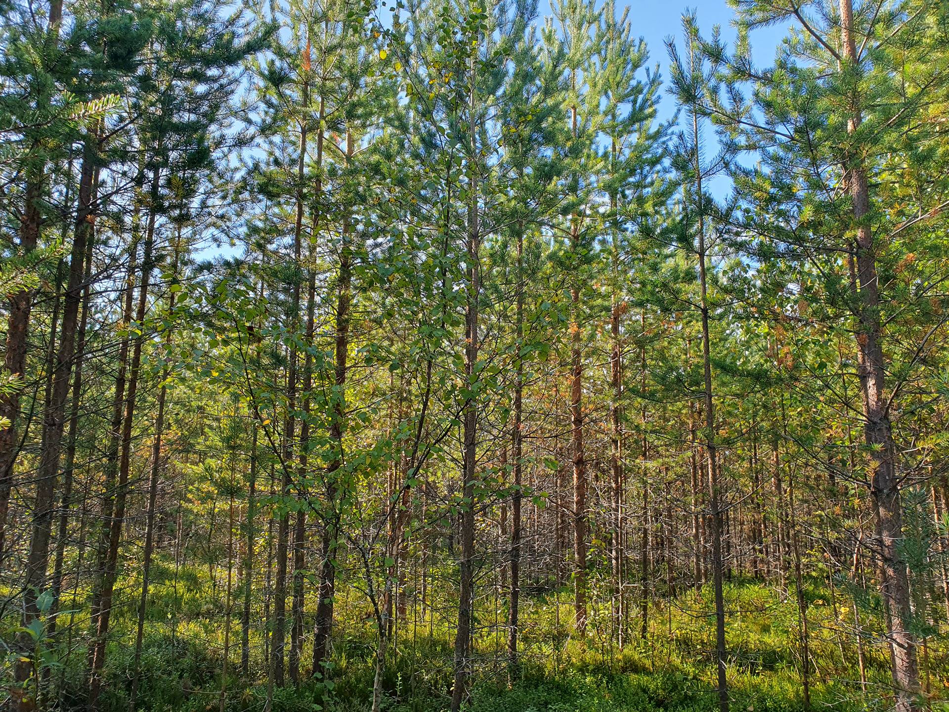 SIERAKANGAS 785-401-5-101, 27,07 ha  metsäkiinteistö Jaalangassa Oulujärven Itärannalla n. 21 km Vaalan taajamasta. 15