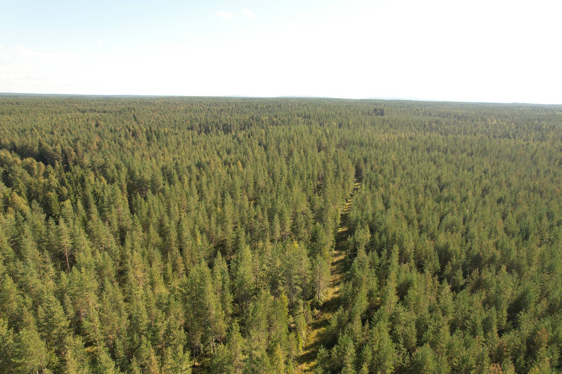 SIERAKANGAS 785-401-5-101, 27,07 ha  metsäkiinteistö Jaalangassa Oulujärven Itärannalla n. 21 km Vaalan taajamasta. 10