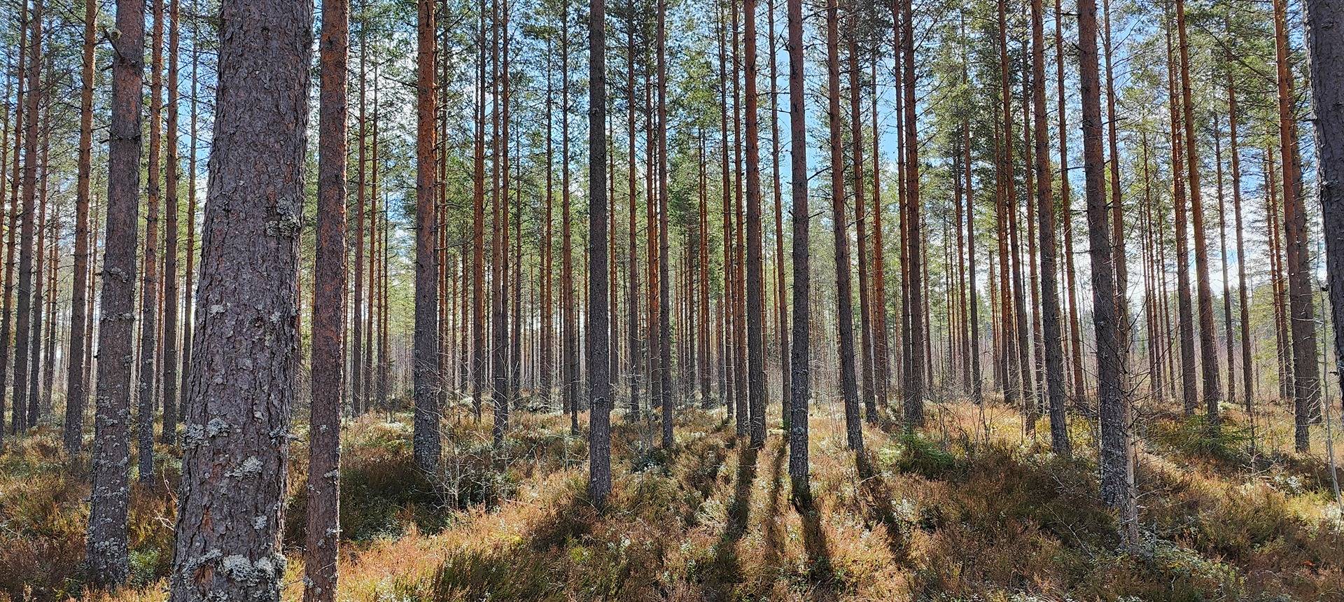 Omslagsbild för objektet Määräala metsää Karviassa, Ylipohja