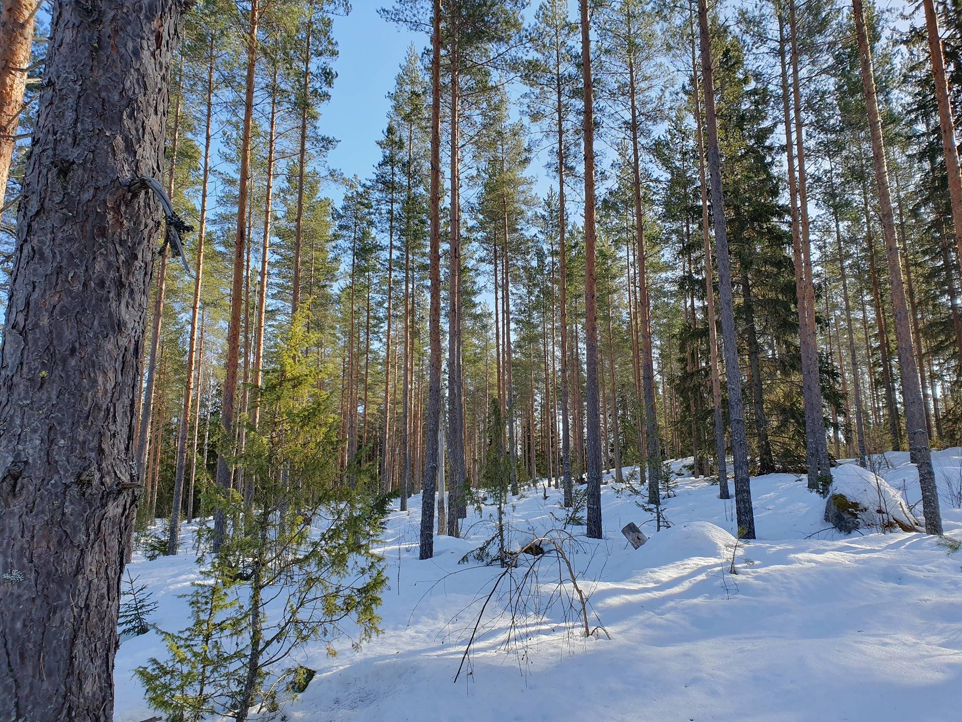Omslagsbild för objektet Metsätila Kankaanpäässä, Timola