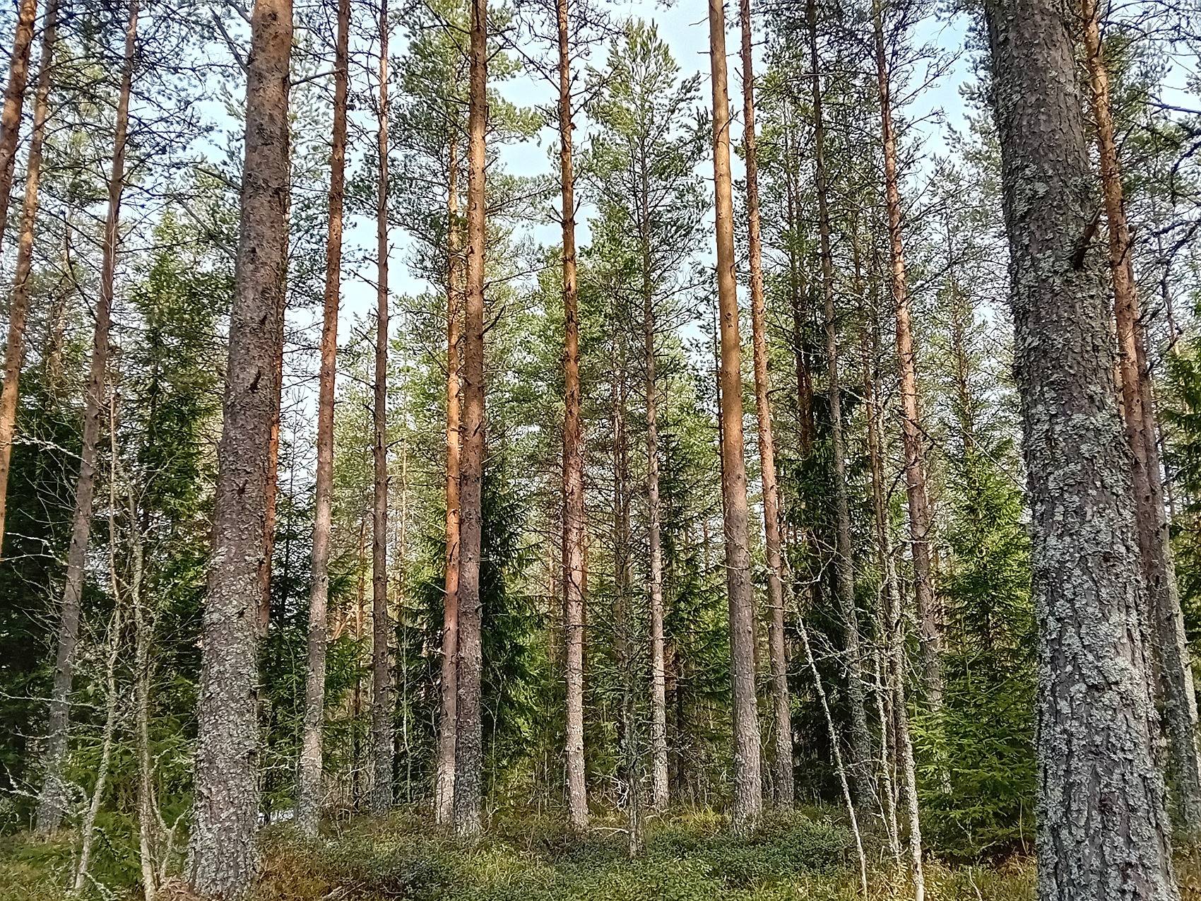 Koivu, Nummijärvi 1