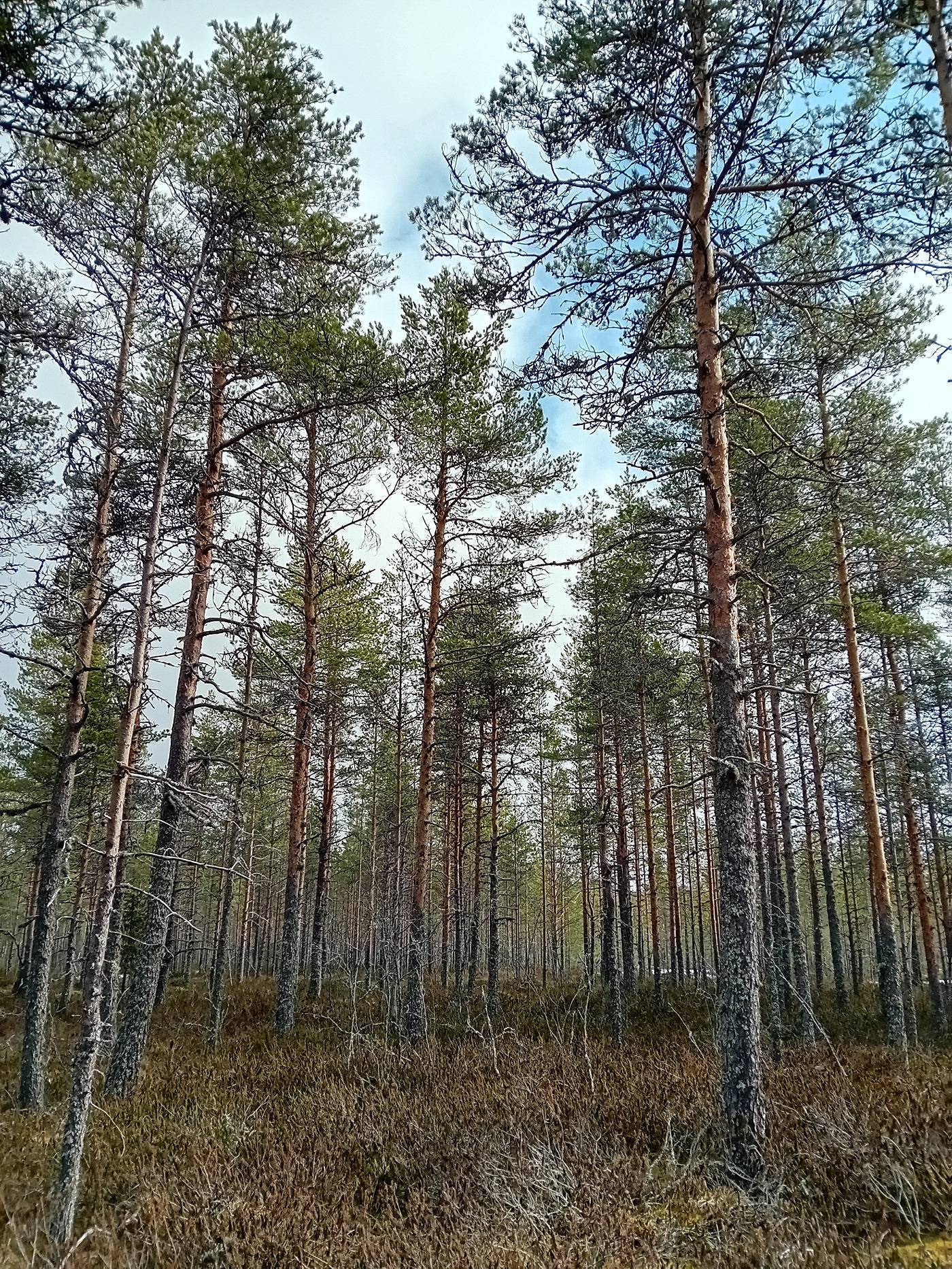 Koivu, Nummijärvi 2