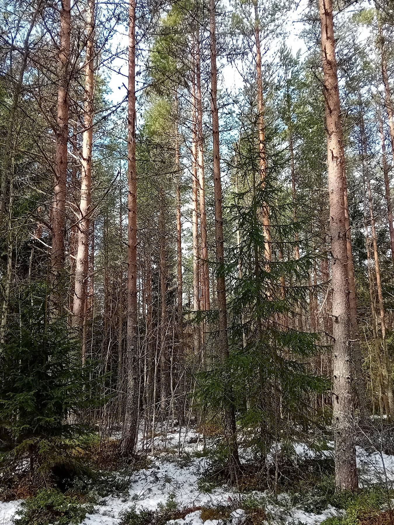 Koivu, Nummijärvi 4