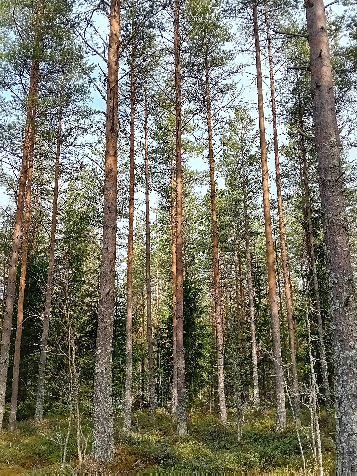Koivu, Nummijärvi 6