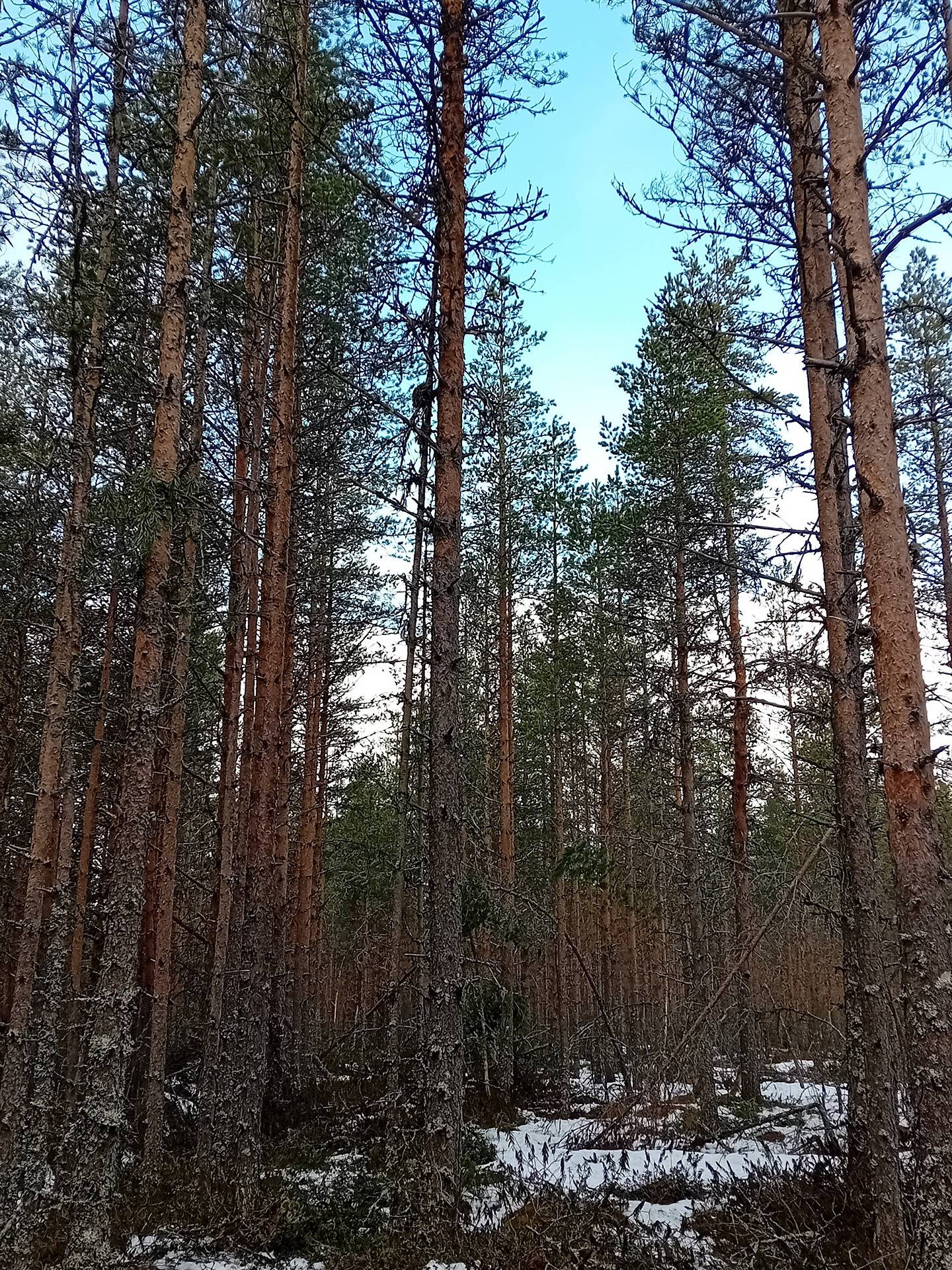 Koivu, Nummijärvi 9