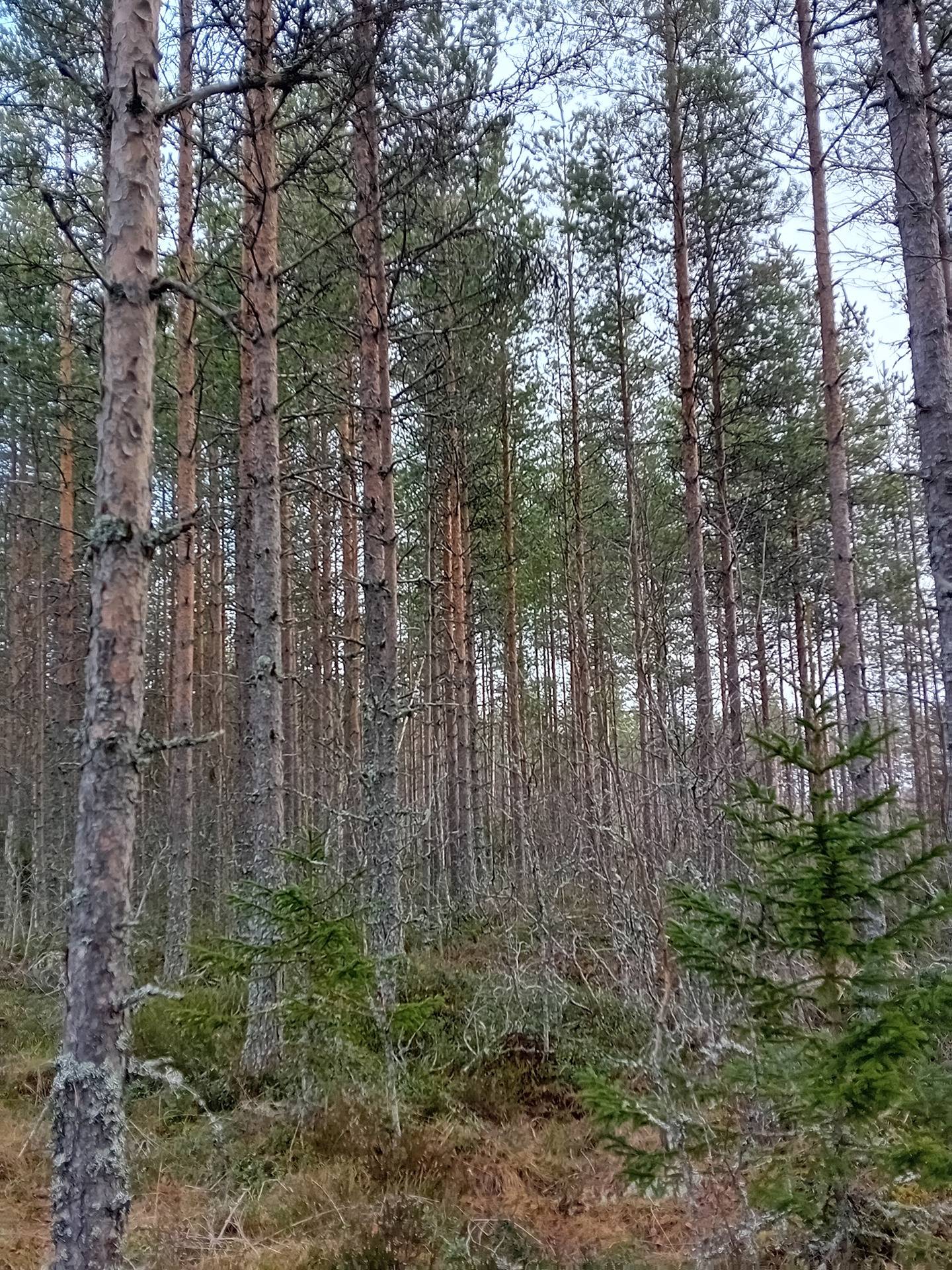 Koivu, Nummijärvi 10