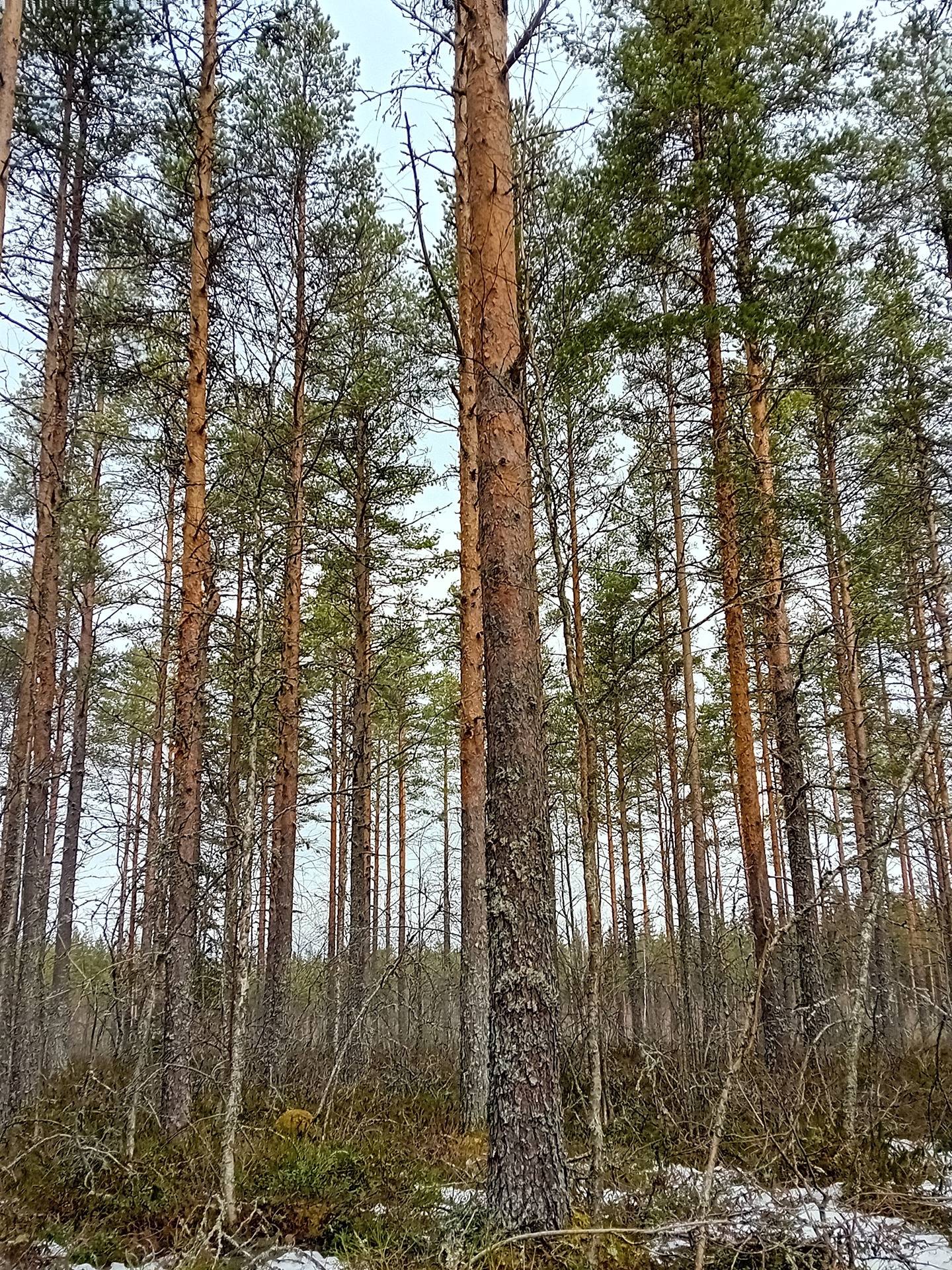 Koivu, Nummijärvi 11