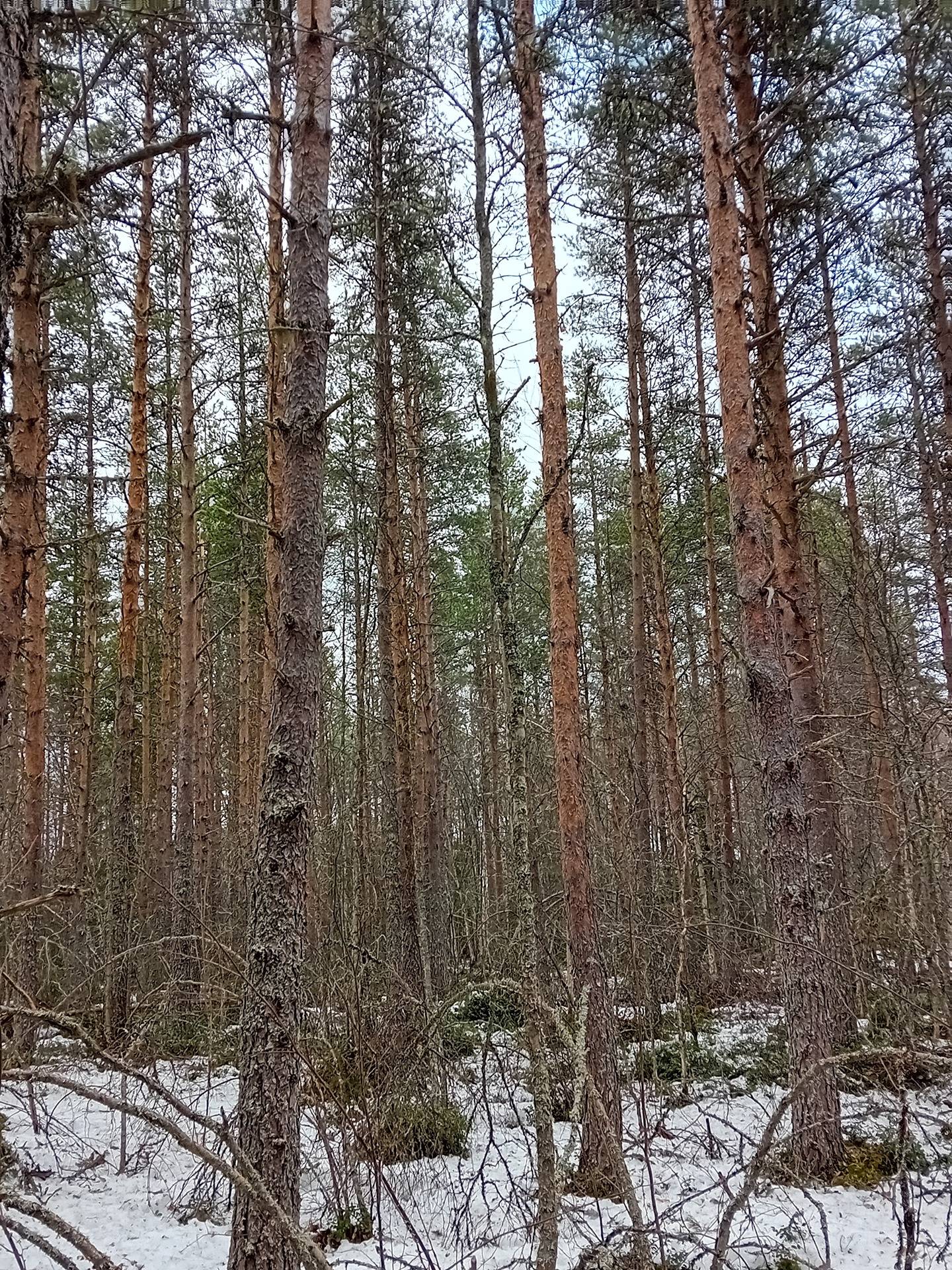 Koivu, Nummijärvi 14