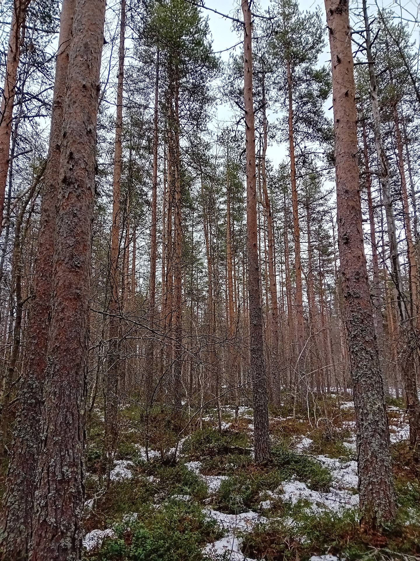 Koivu, Nummijärvi 17