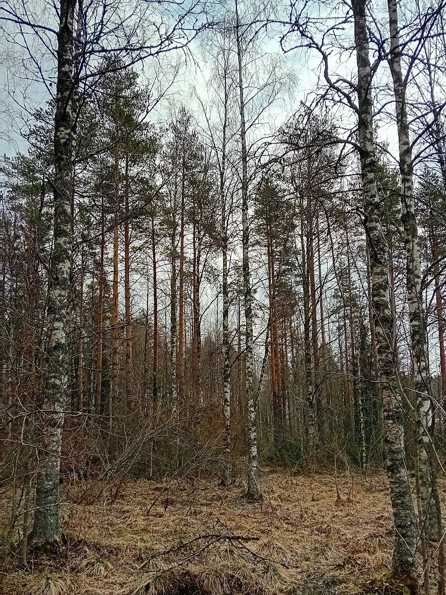 Koivu, Nummijärvi 18