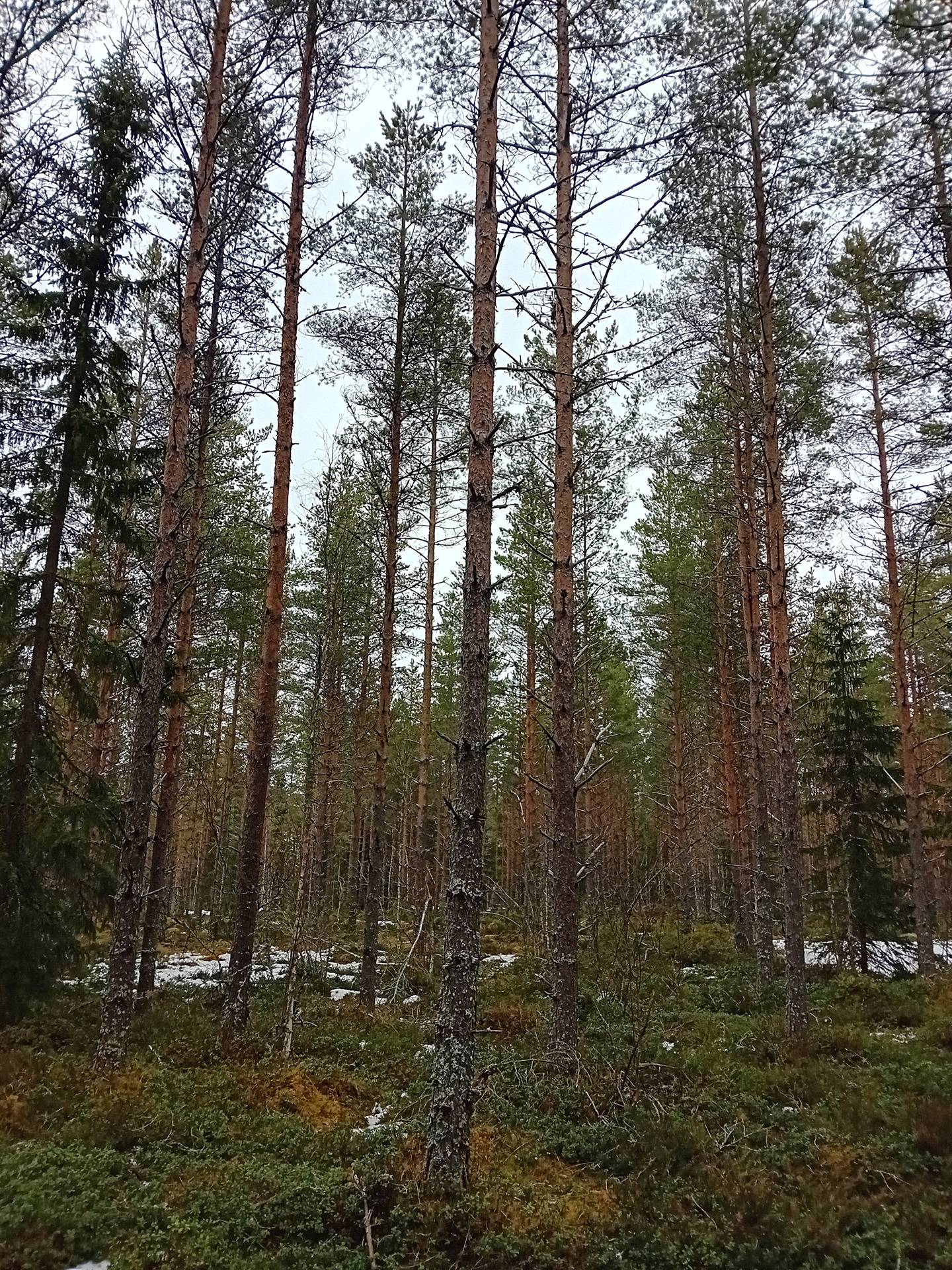Koivu, Nummijärvi 19