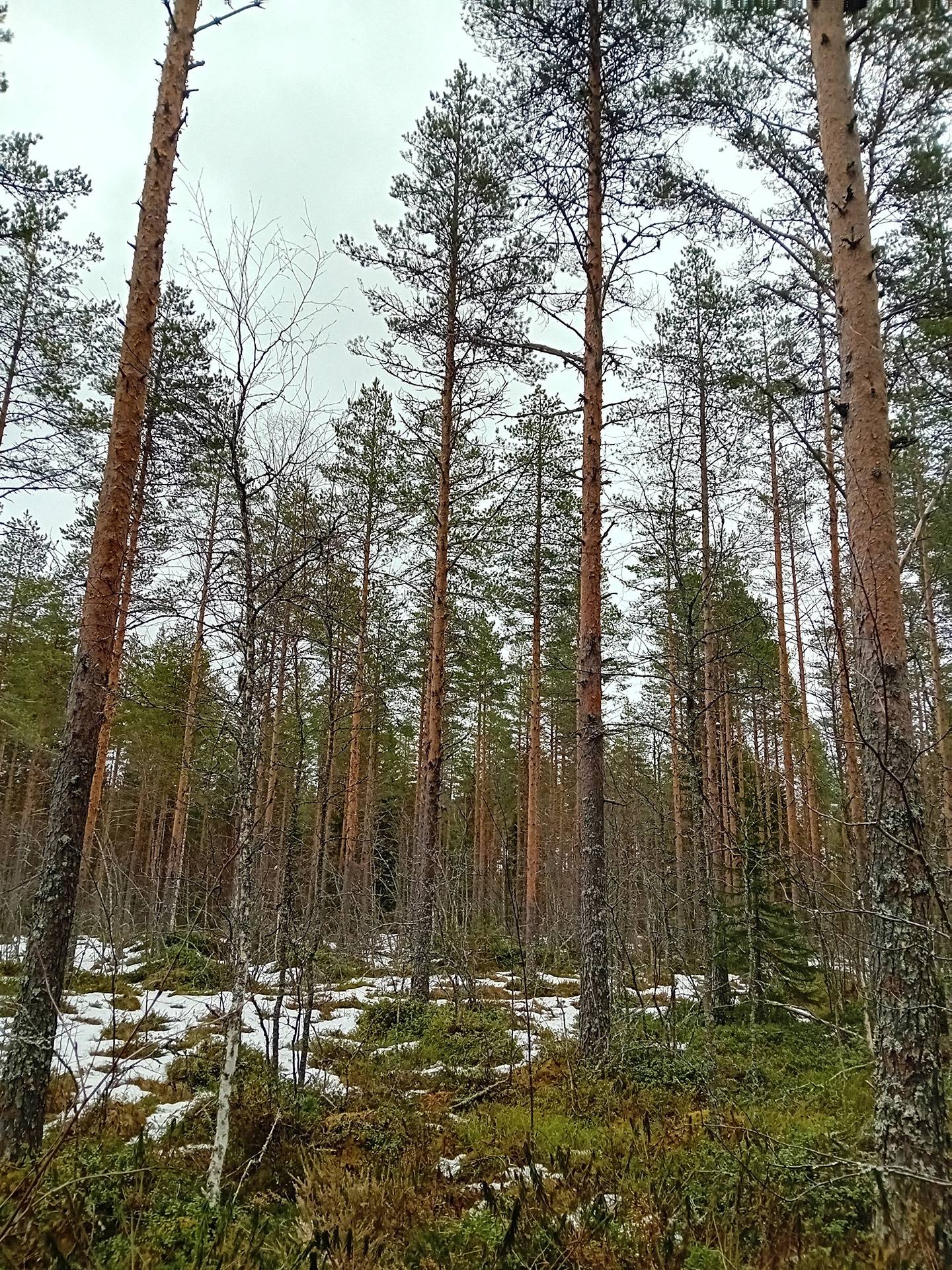 Koivu, Nummijärvi 20