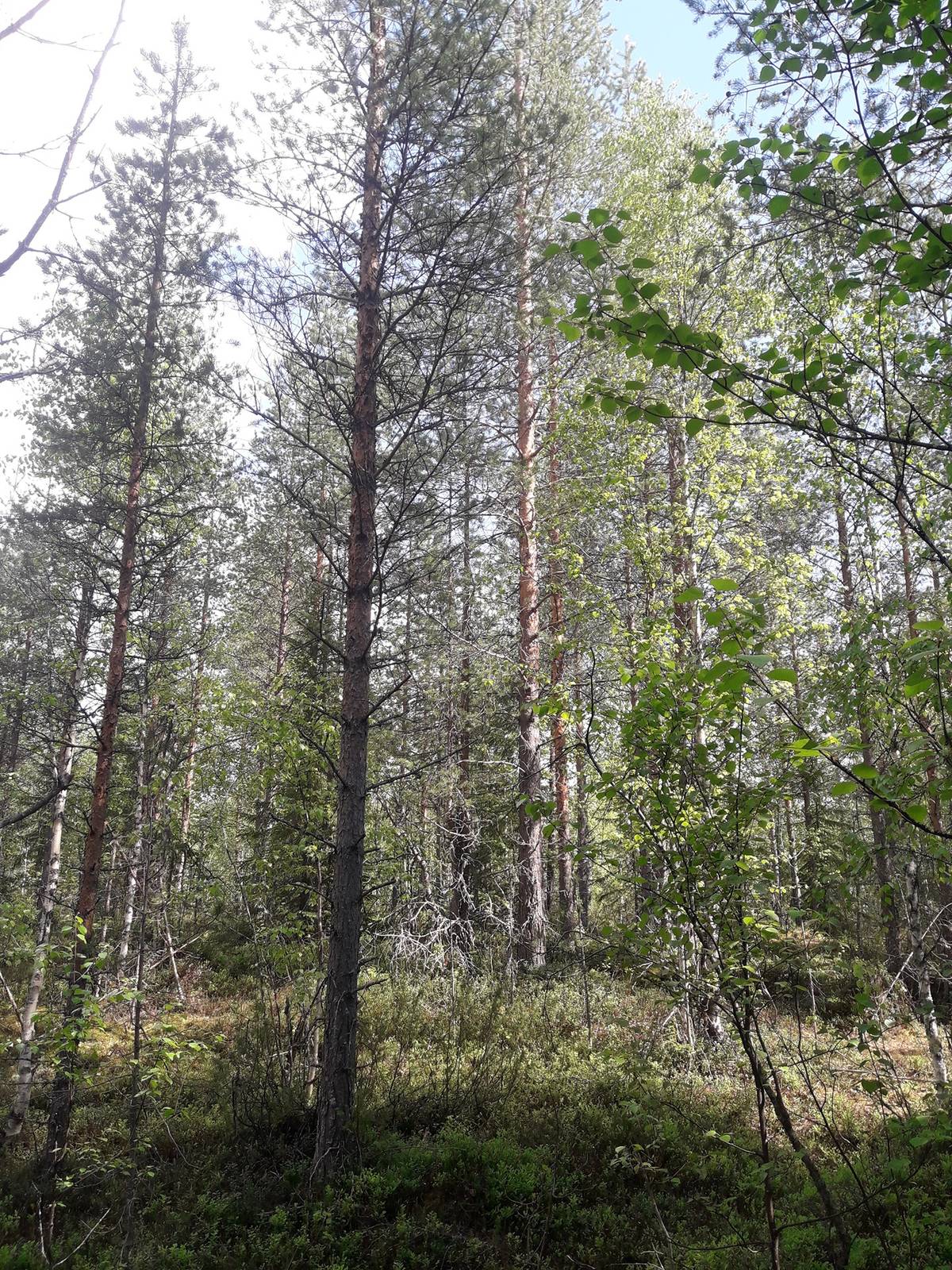 Omslagsbild för objektet Metsämääräala Toivola 290-408-20-7