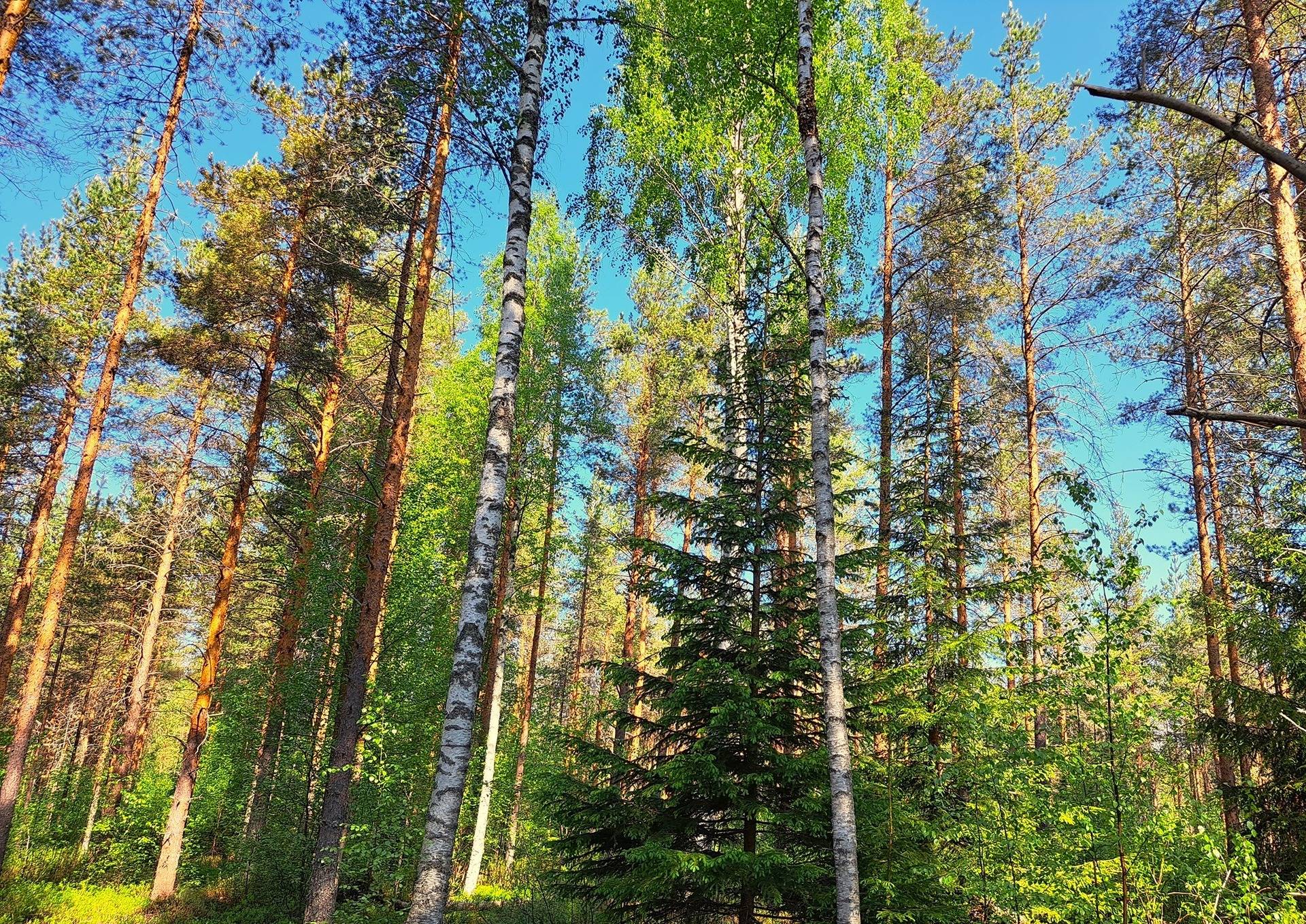 Lestijärvi RAJALA 194:2 metsätila 46,47 ha 1