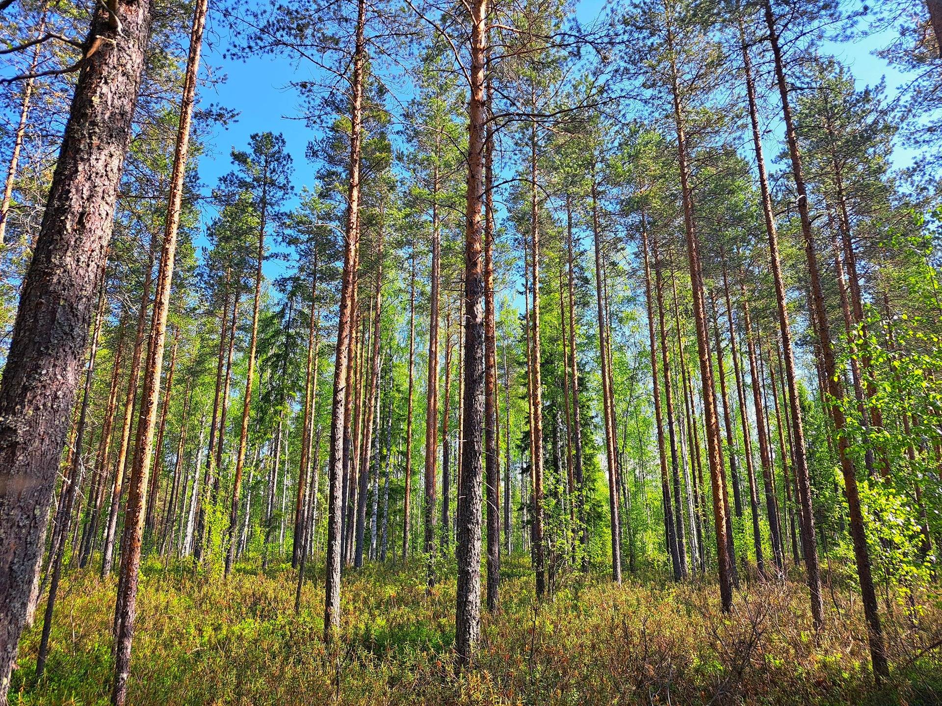 Lestijärvi RAJALA 194:2 metsätila 46,47 ha 8