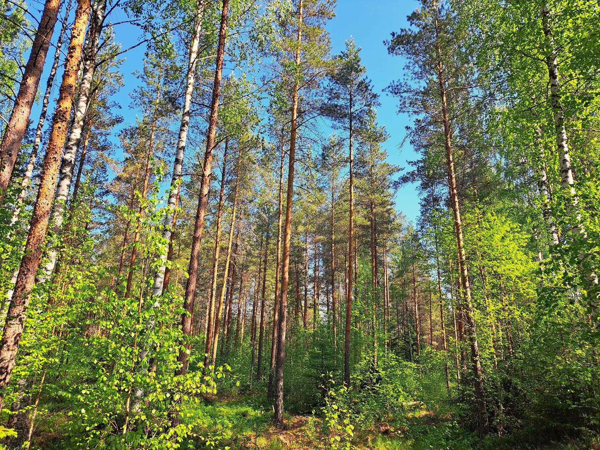 Lestijärvi RAJALA 194:2 metsätila 46,47 ha 6