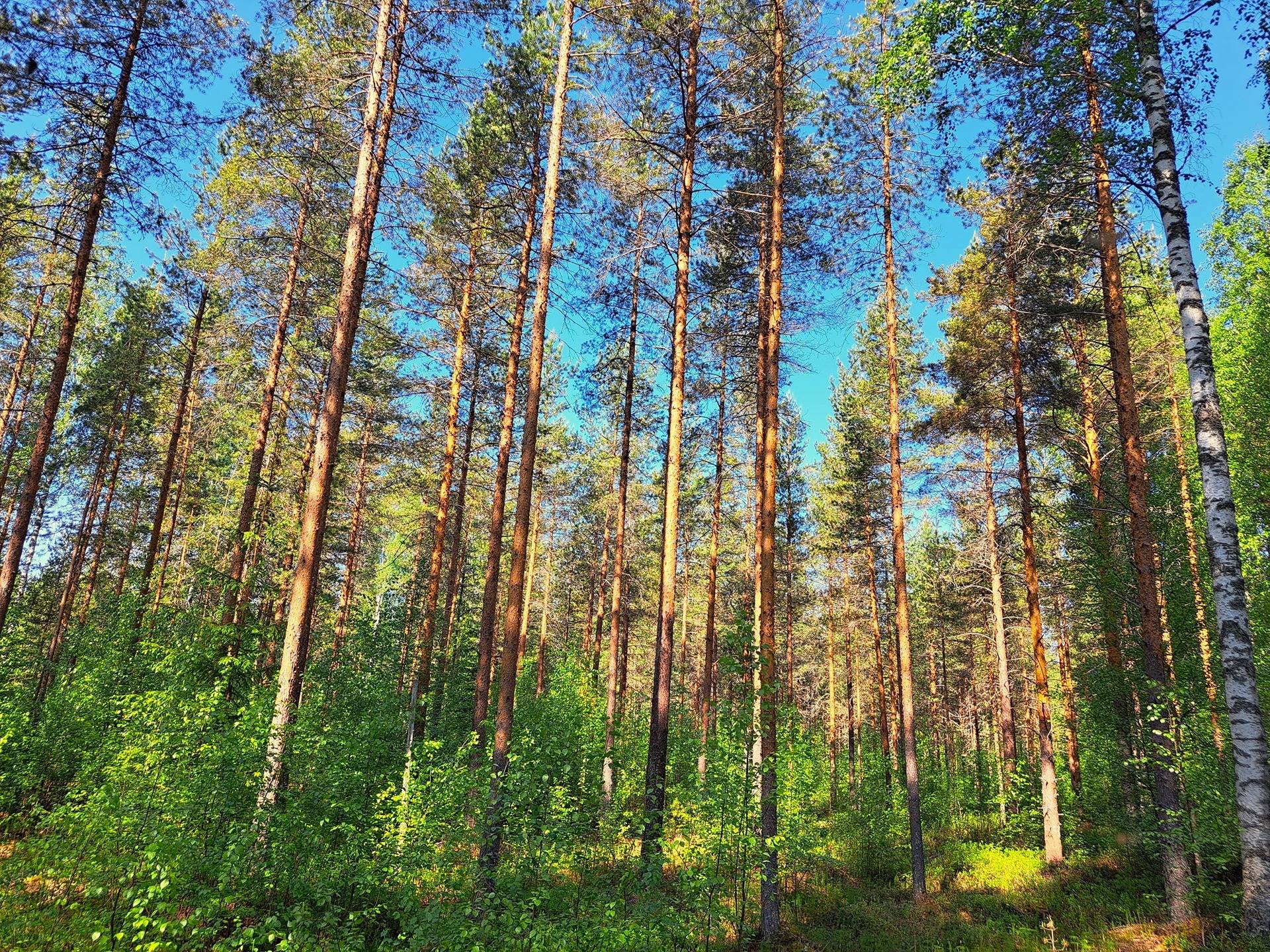 Lestijärvi RAJALA 194:2 metsätila 46,47 ha 2
