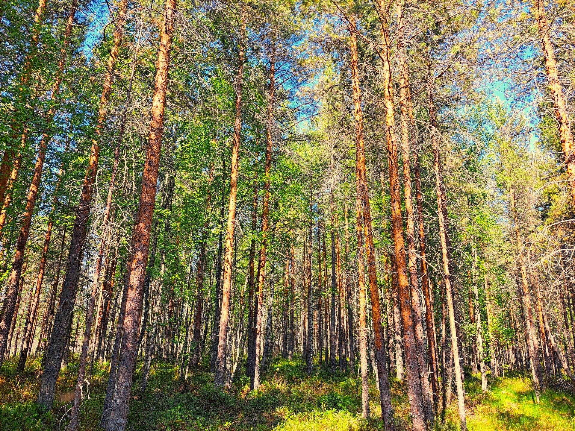 Lestijärvi RAJALA 194:2 metsätila 46,47 ha 9