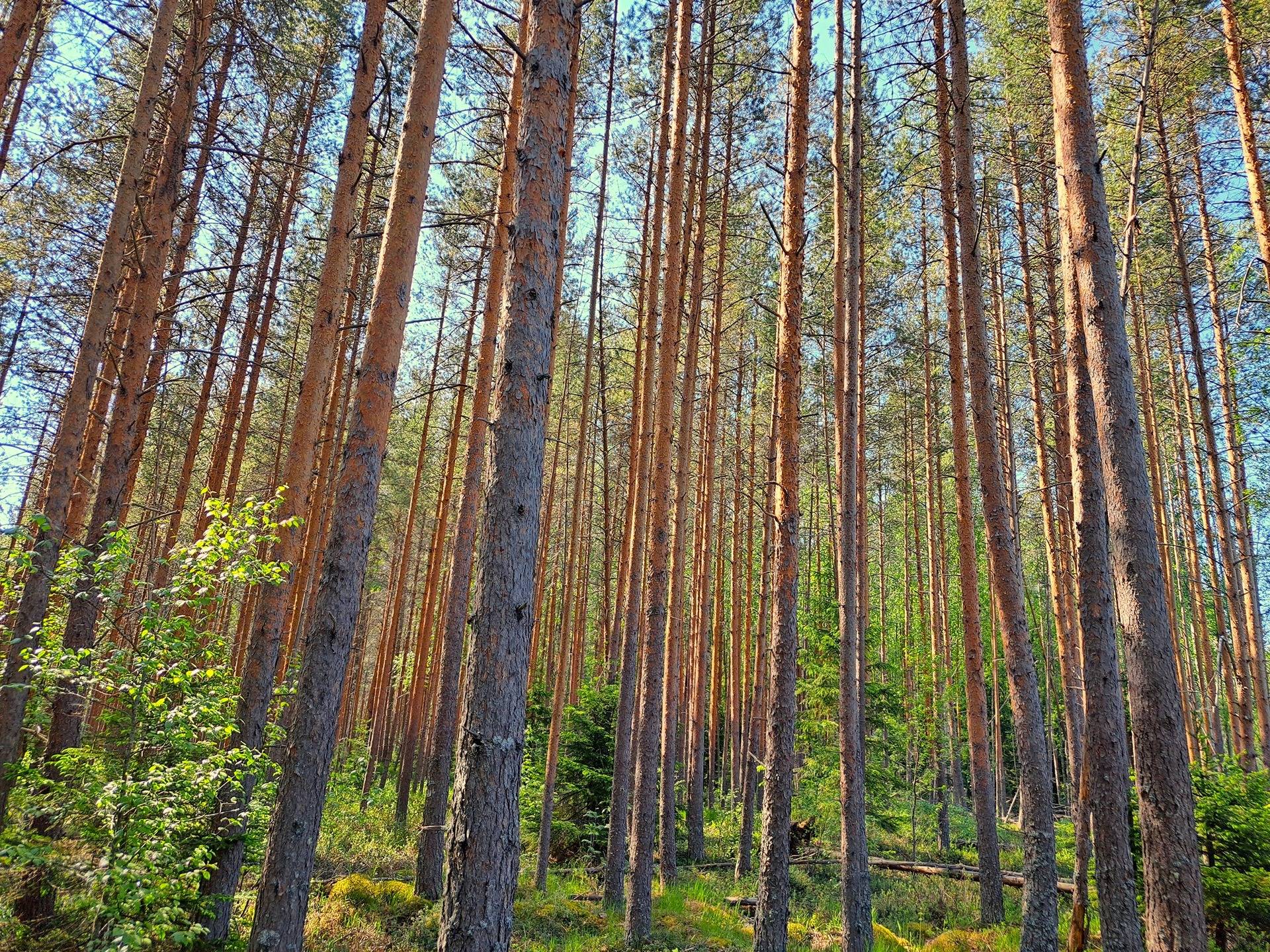 Lestijärvi RAJALA 194:2 metsätila 46,47 ha 10