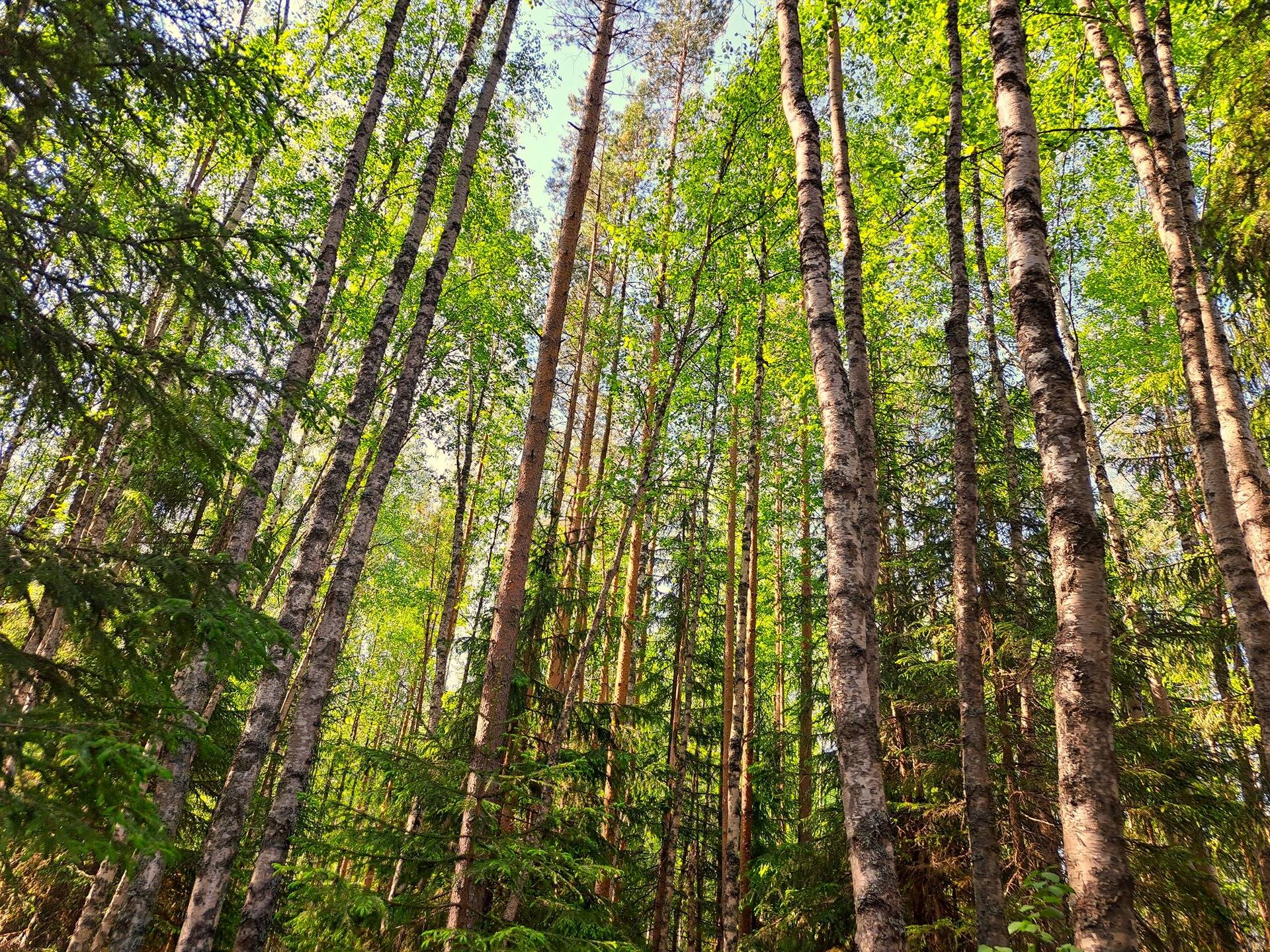 Lestijärvi RAJALA 194:2 metsätila 46,47 ha 4