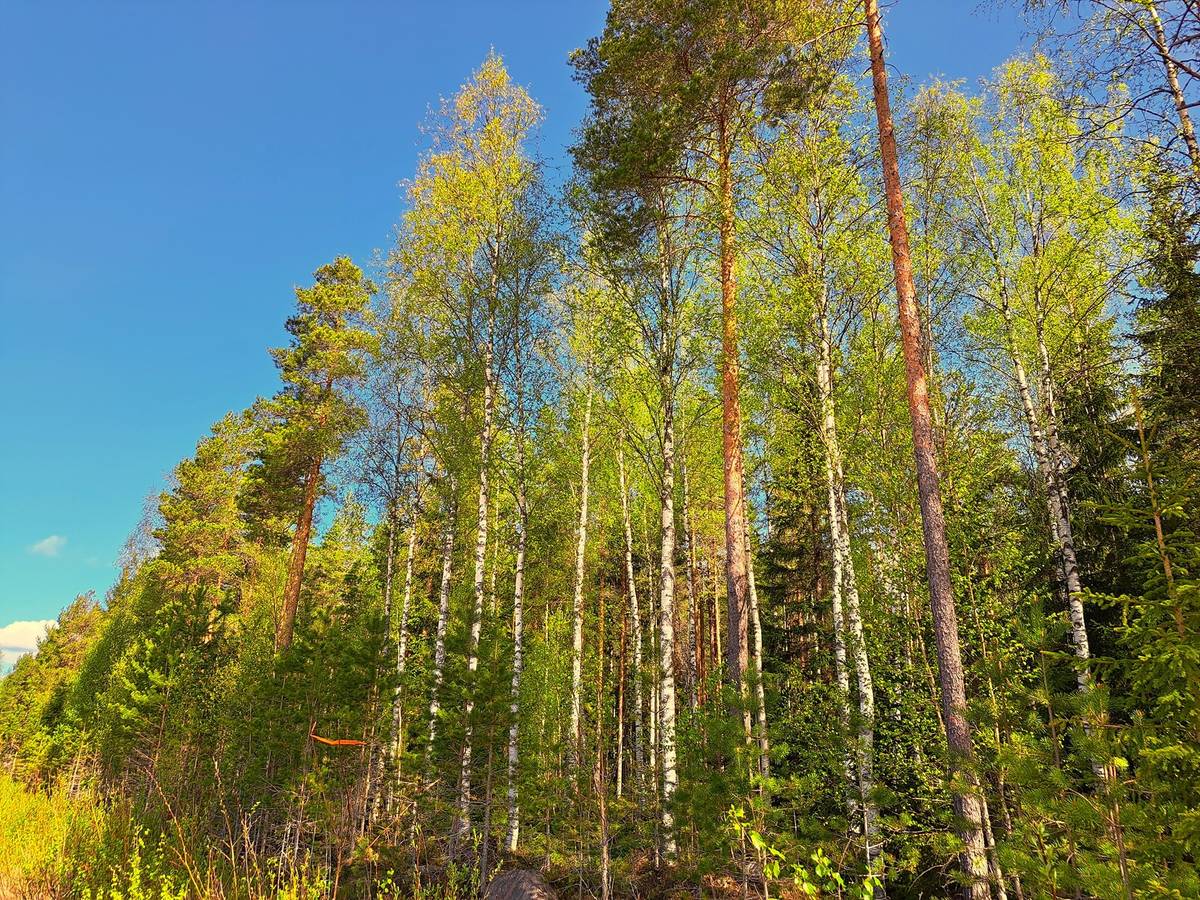 Cover photo for the object Evijärvi Jokikylä noin 30,0 ha kolme metsäpalstaa