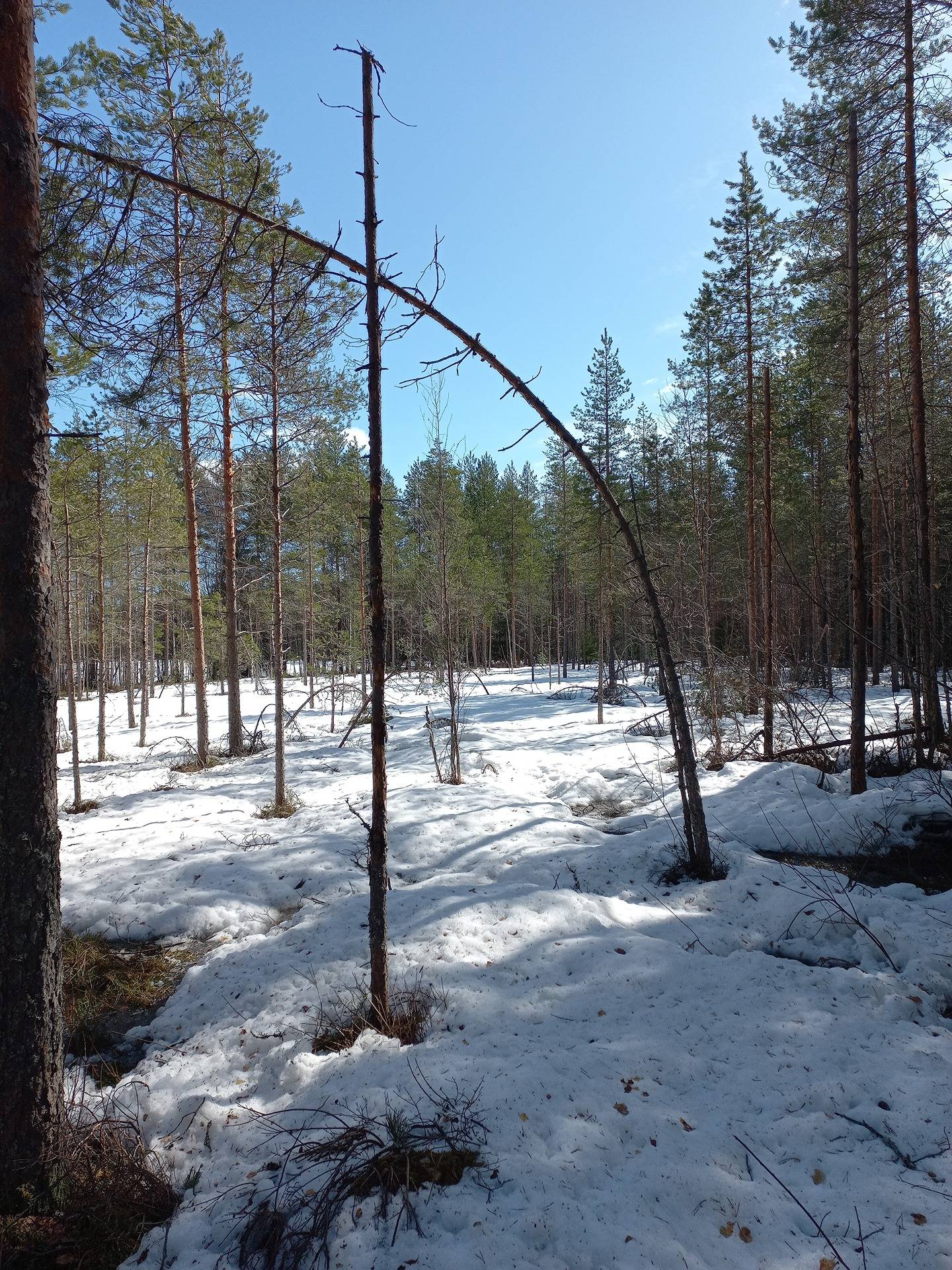 Kauhajoki Metsäläinen 232-405-16-36 (määräala) 2