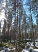 Kauhajoki Metsäläinen 232-405-16-36 (määräala) 5