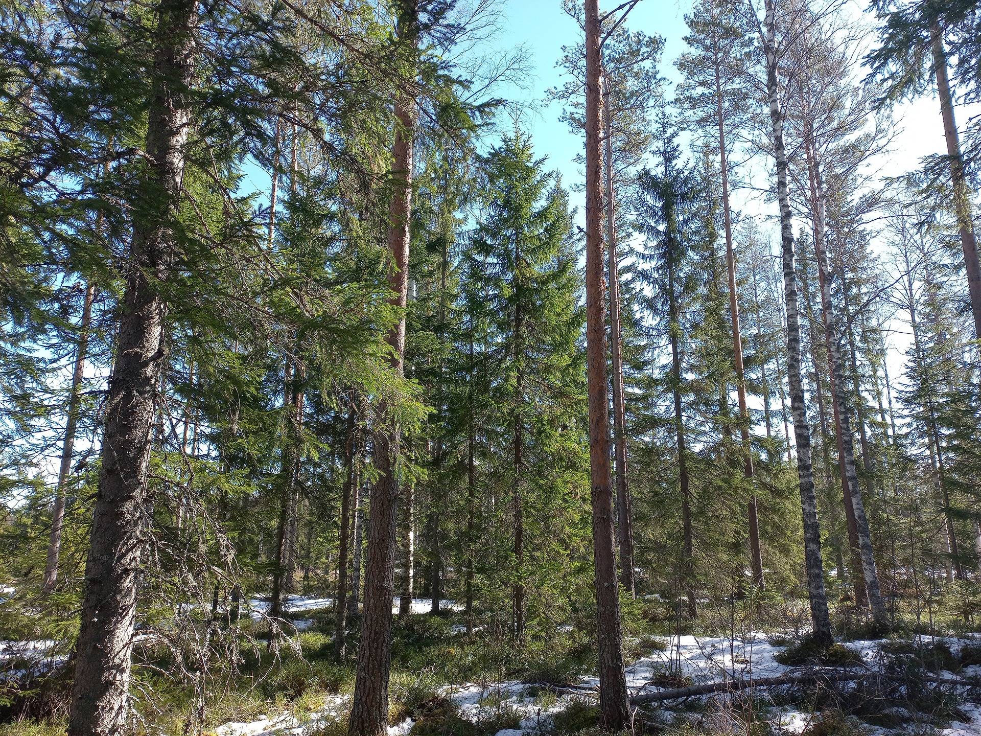 Kauhajoki Metsäläinen 232-405-16-36 (määräala) 24