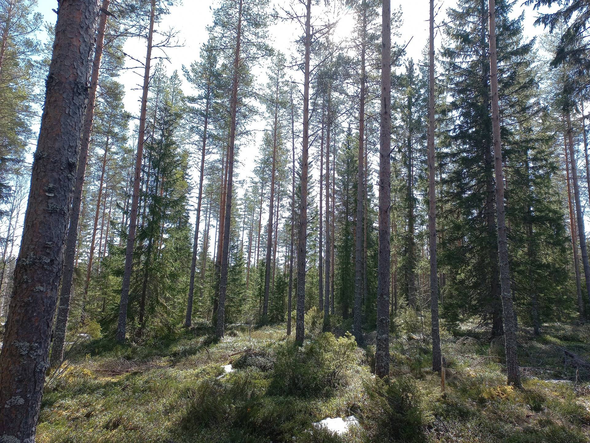 Kauhajoki Metsäläinen 232-405-16-36 (määräala) 28