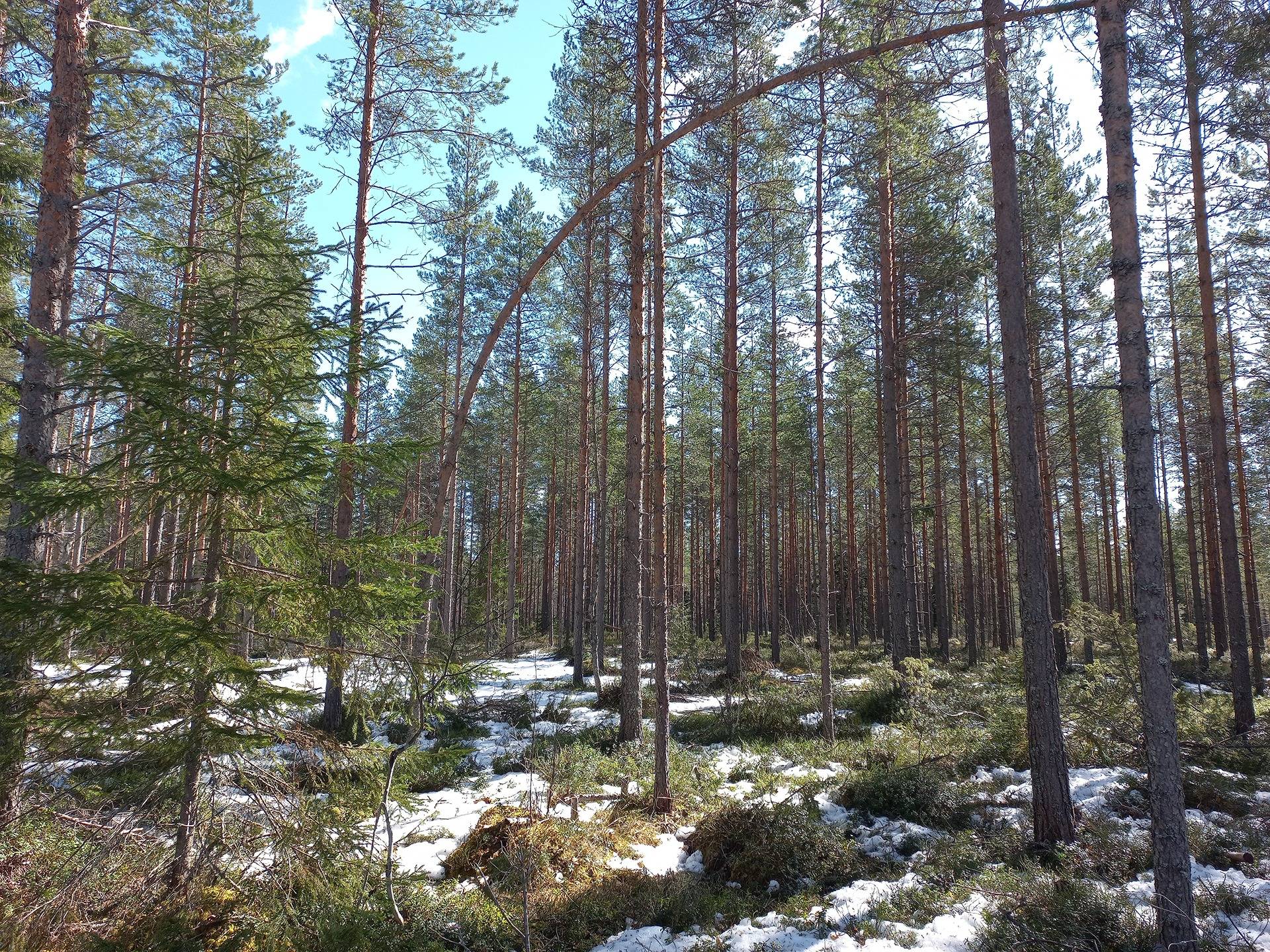 Kauhajoki Metsäläinen 232-405-16-36 (määräala) 36