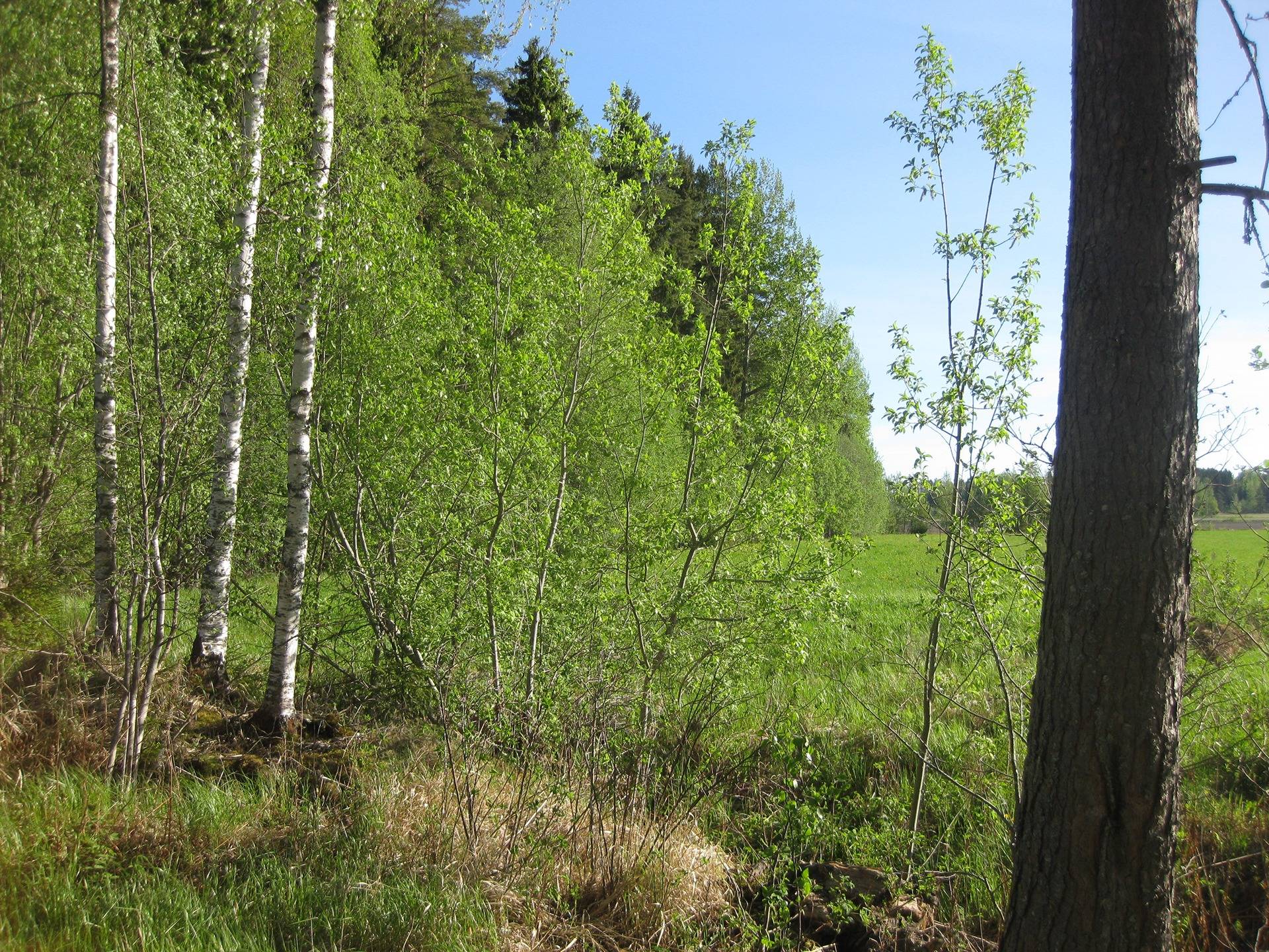 Määräala metsätilasta Hollola Lähteenmäki 14