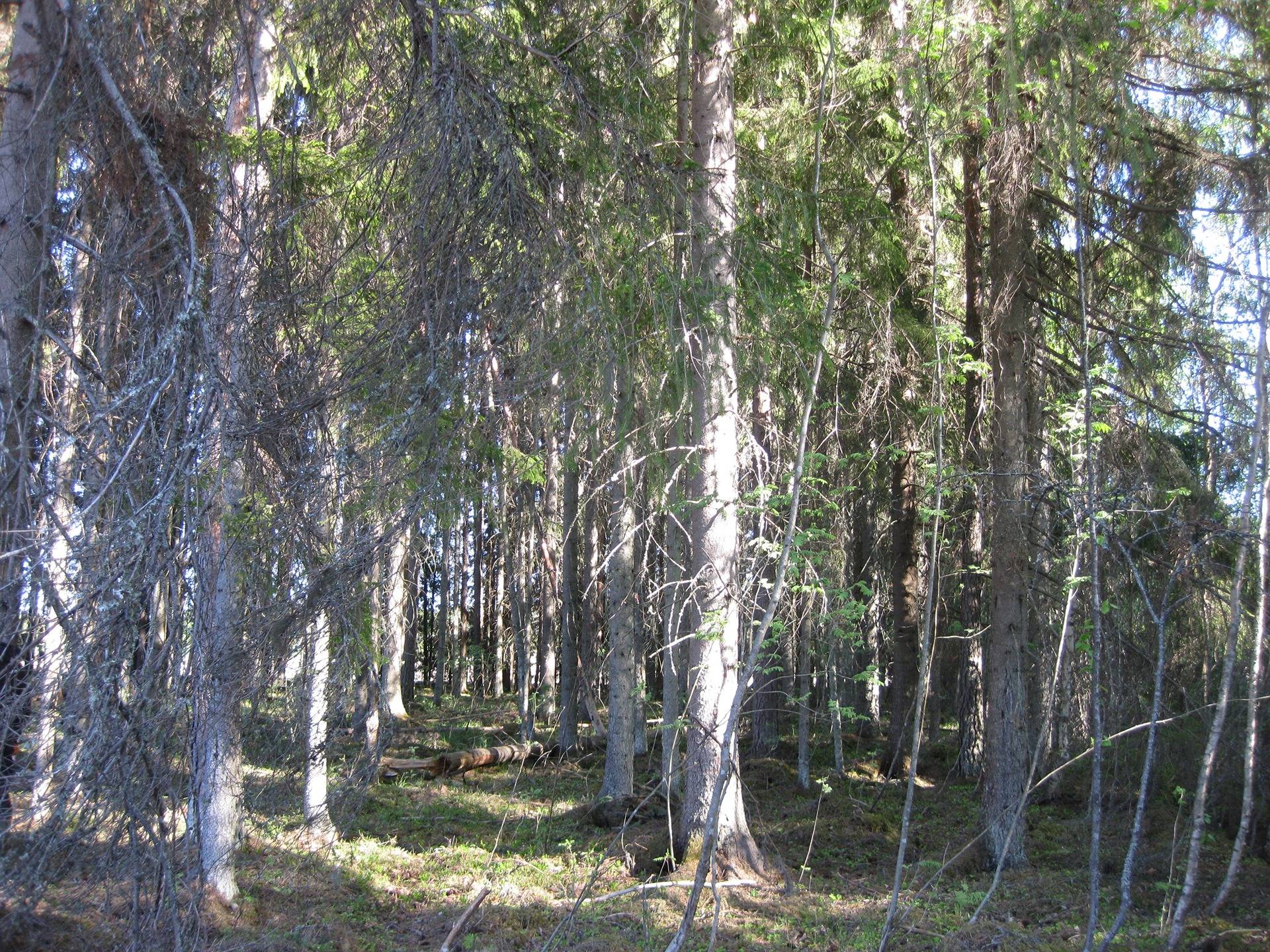 Määräala metsätilasta Hollola Lähteenmäki 21