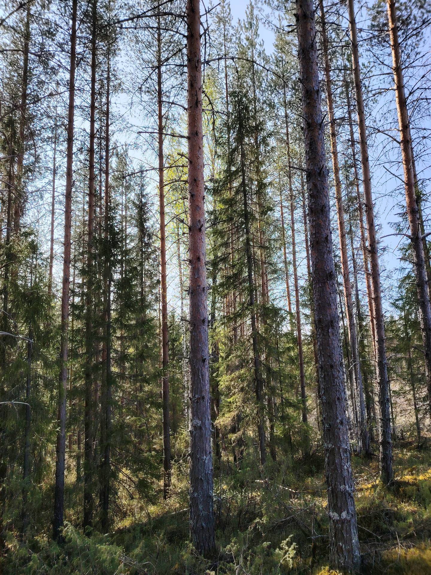 Omslagsbild för objektet Mäntyrinne 541-415-3-24, Raesärkkä