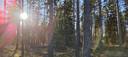 Kolme metsätilaa Laviassa, Kallio, Koivisto ja Setälä 2