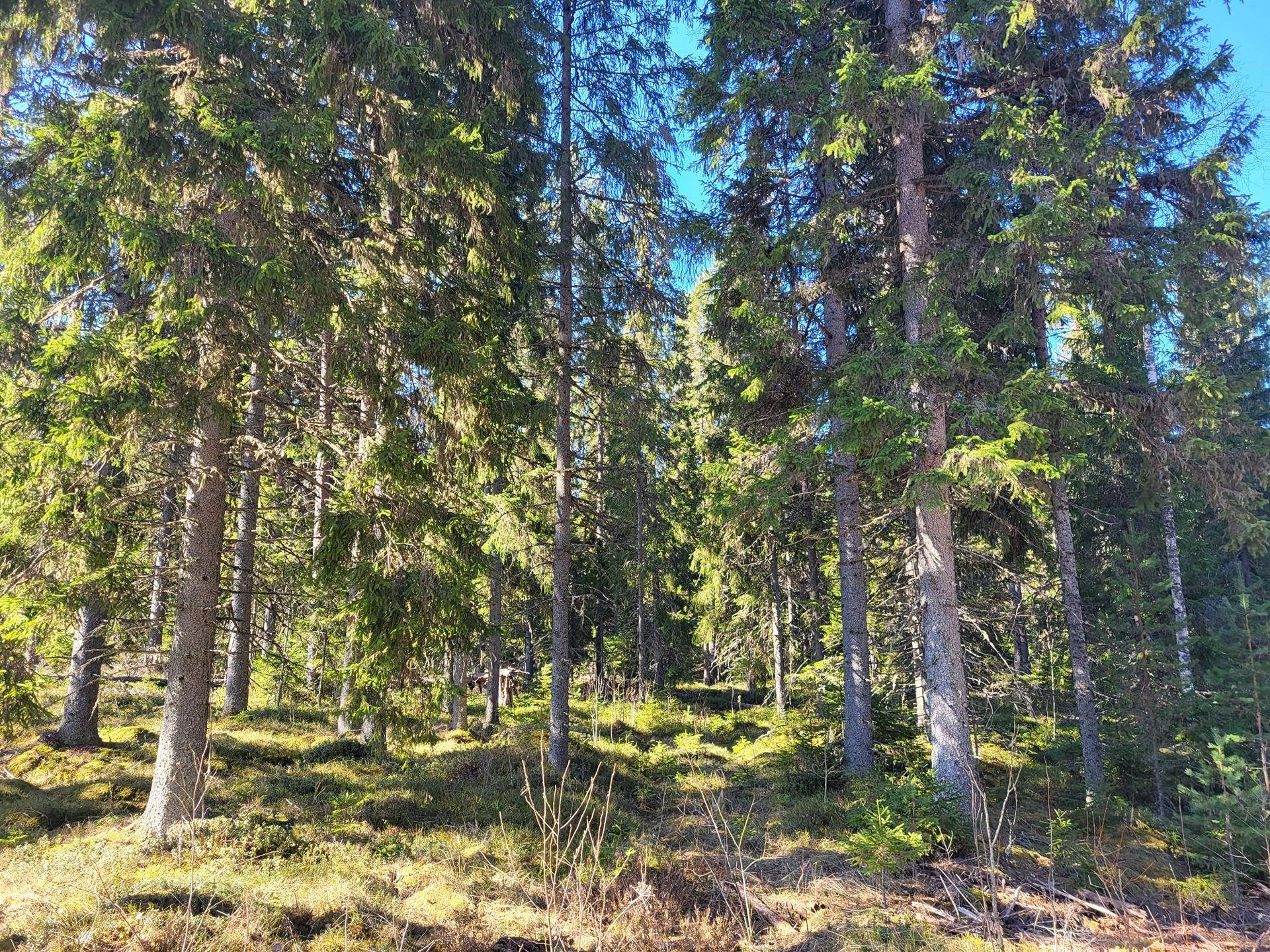 Metsää, peltoa ja vapaa-ajan asunto Poltinkoskella 28