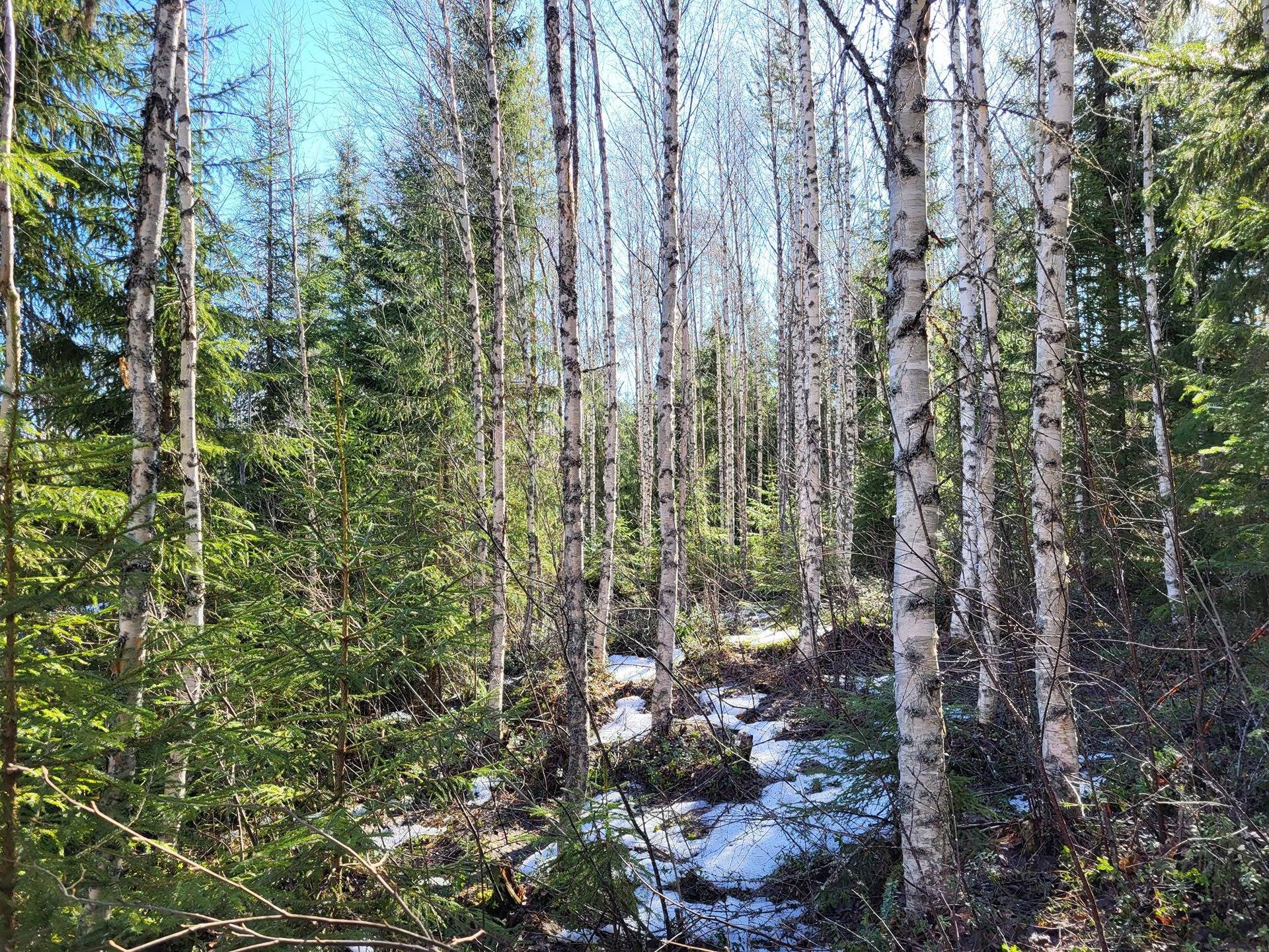 Metsää, peltoa ja vapaa-ajan asunto Poltinkoskella 29