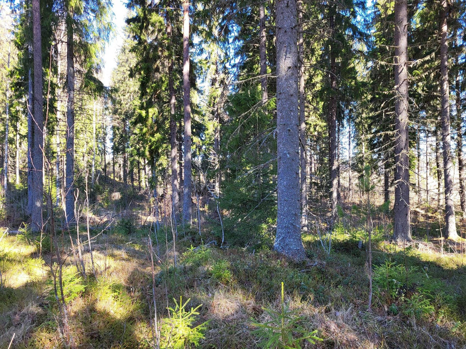 Metsää, peltoa ja vapaa-ajan asunto Poltinkoskella 30