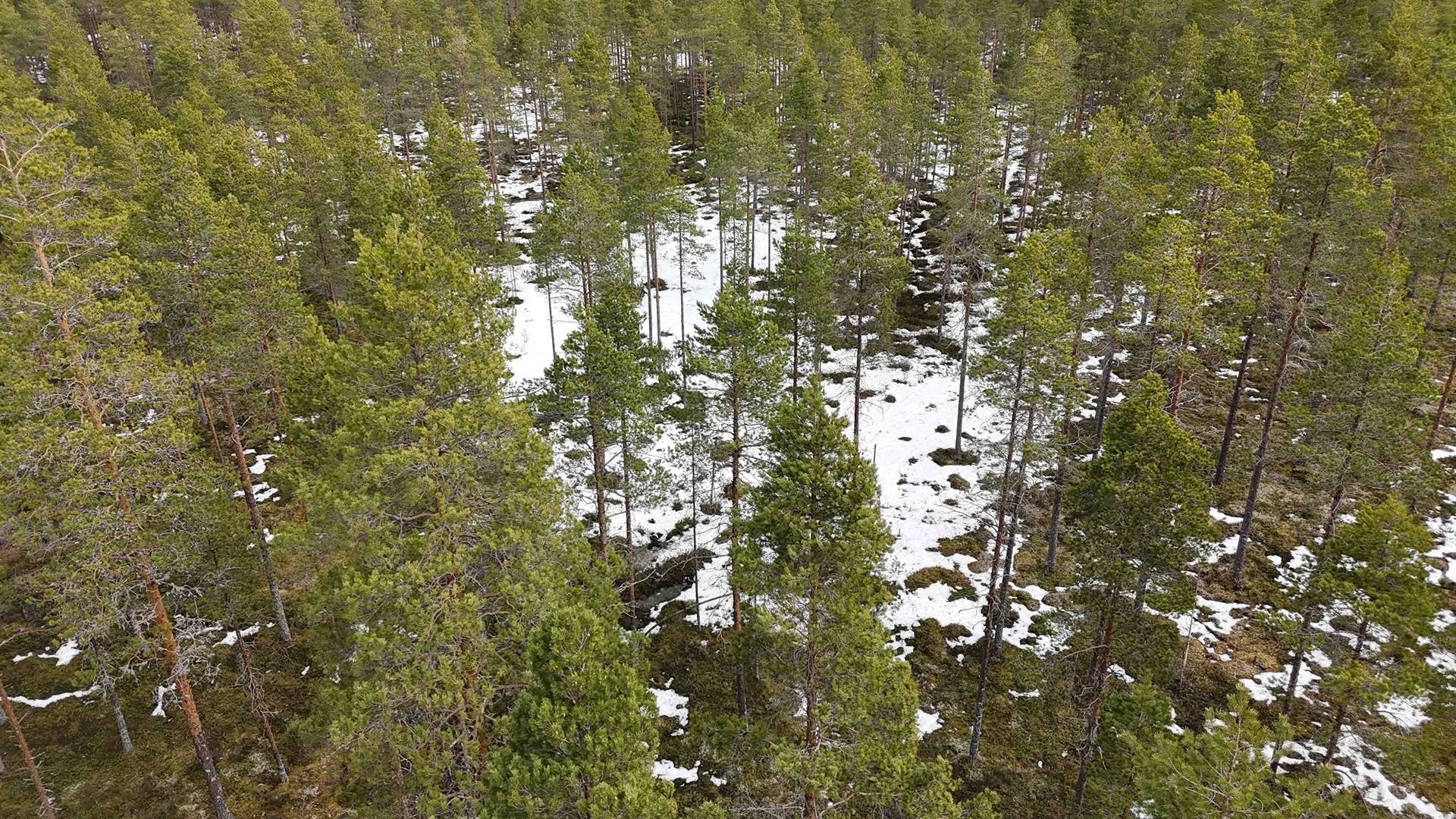 Nevajärvi 791-401-4-85 5