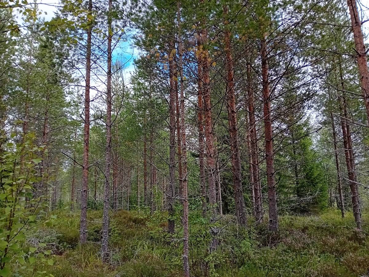 Cover photo for the object Jalasjärvi Kortesmaa