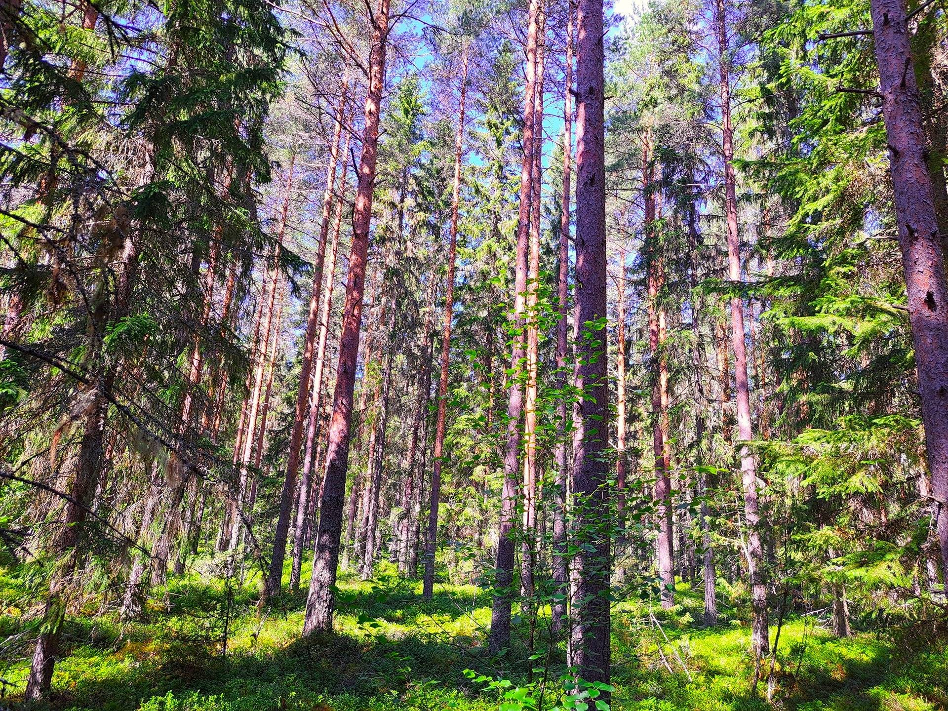 Lappajärvi MÄKELÄ 17:2 metsätila 11,5 ha. 6