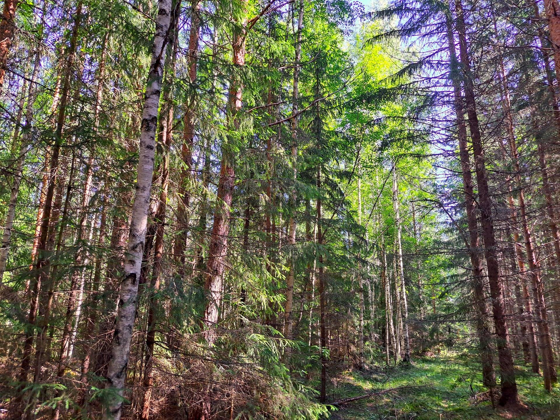 Lappajärvi MÄKELÄ 17:2 metsätila 11,5 ha. 15