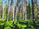 Lappajärvi MÄKELÄ 17:2 metsätila 11,5 ha. 8